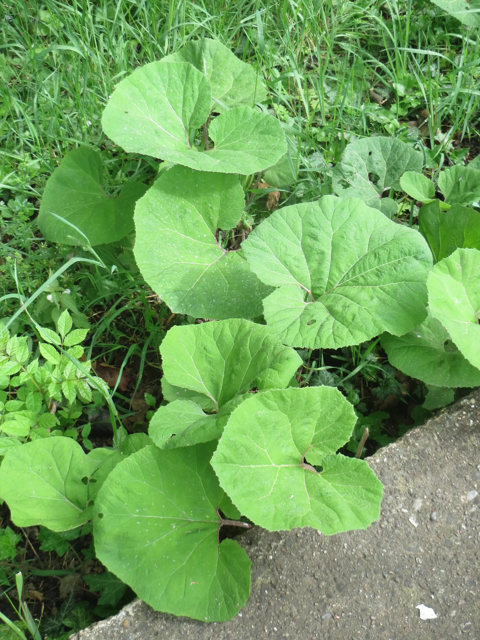Butterbur (Petasites Japanicus 'Giganteus') — prefers partial to full shade; aquatic / perennial with green and yellow blooms, image 82