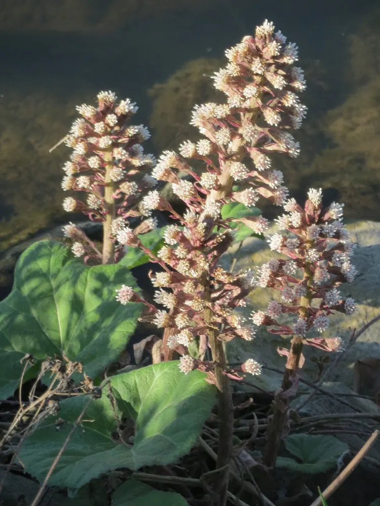 Butterbur (Petasites Japanicus 'Giganteus') — The plant's spread is equally substantial; green and yellow flowers in the garden, image 67