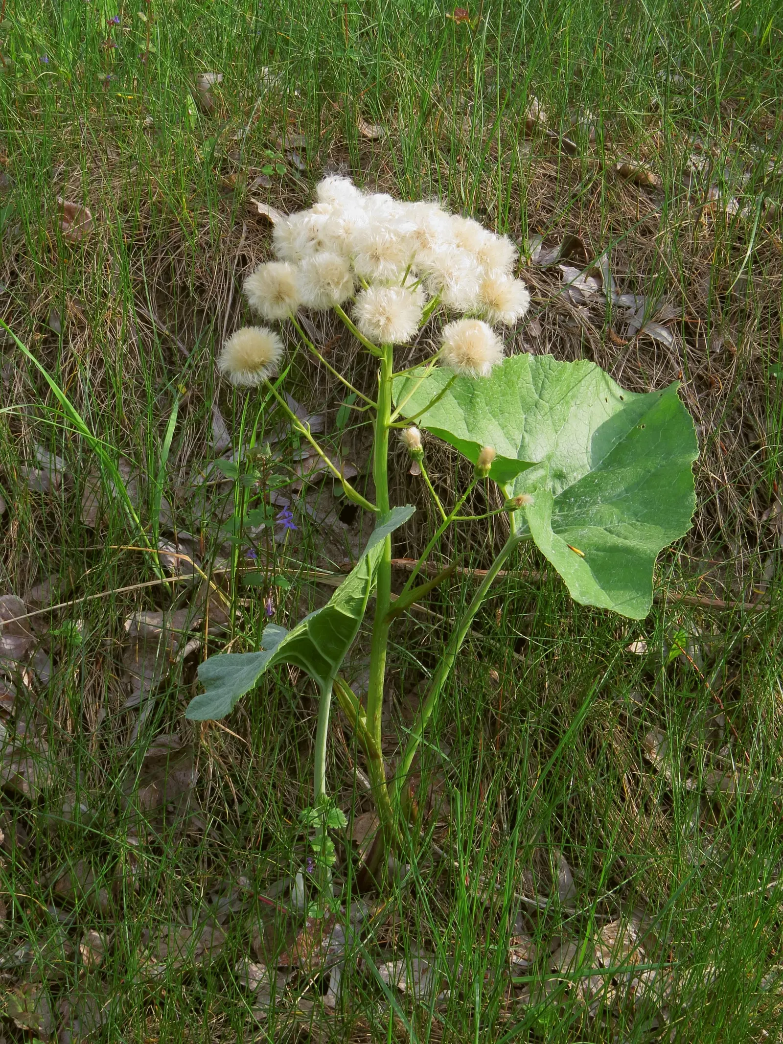 Butterbur (Petasites Japanicus 'Giganteus') — Butterbur (Petasites japonicus 'Giganteus'); petasites japonicus 'Giganteus,' commonly known as, image 60