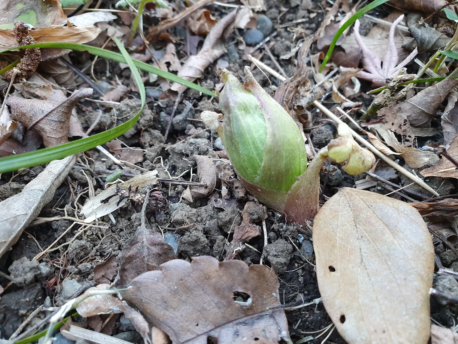 Butterbur (Petasites Japanicus 'Giganteus') — allowing it to fill expansive areas with its heart-shaped leaves that rise from the ground on hollow; and demands