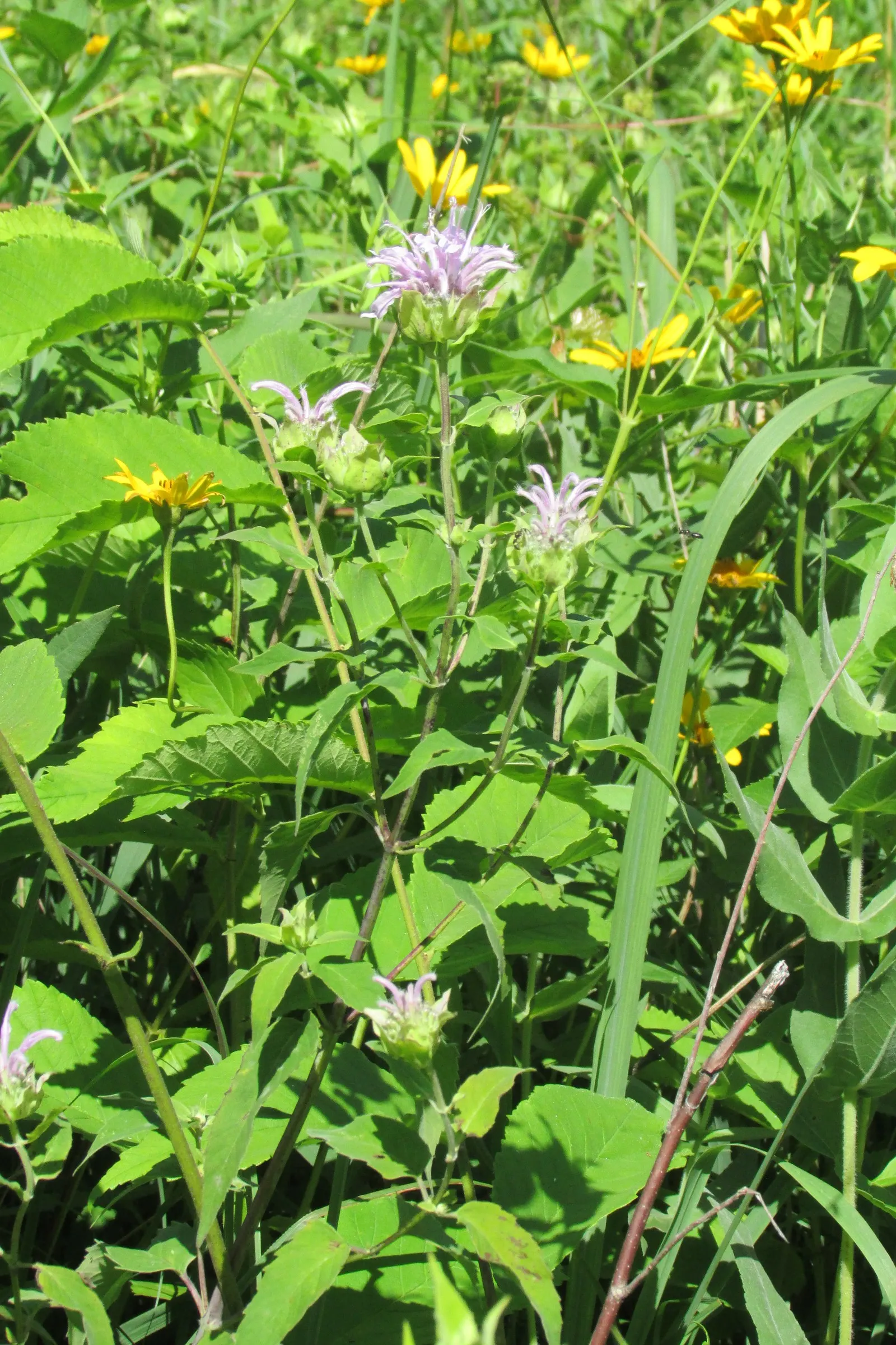 Wild Bergamot (Monarda fistulosa) — tolerating even dry conditions once established; hardy in USDA zones 4 through 9