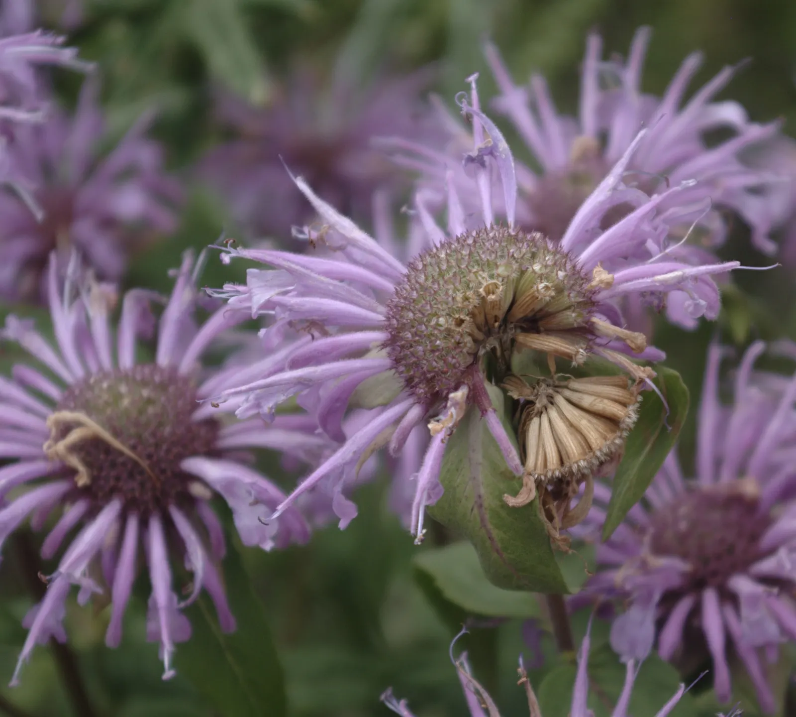 Wild Bergamot (Monarda fistulosa) — creating a long-lasting display with its tubular flowers arranged in dense