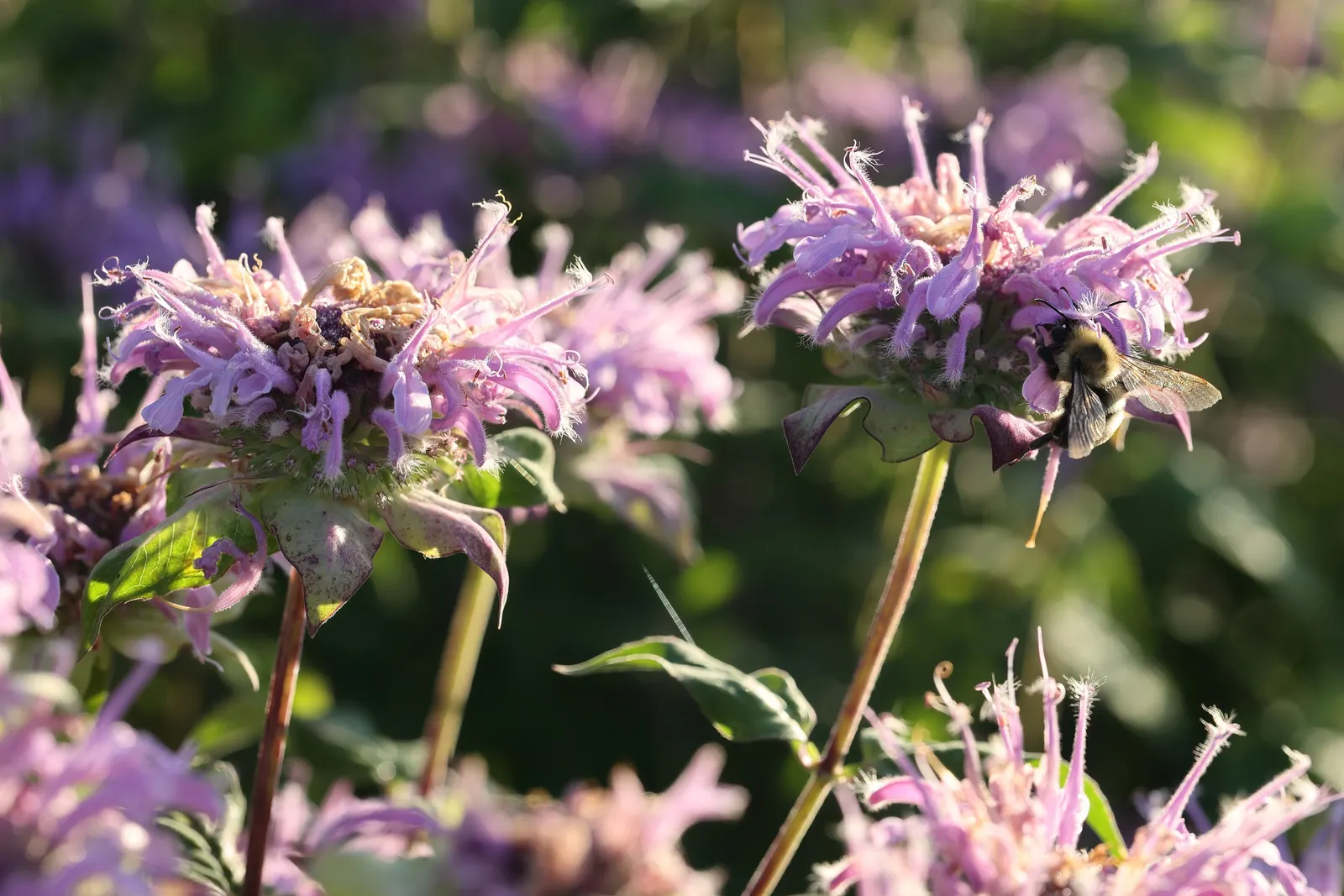 Wild Bergamot (Monarda fistulosa) — an informal traditional bed; it flourishes in full sun to partial shade and prefers well-drained soil, image 64