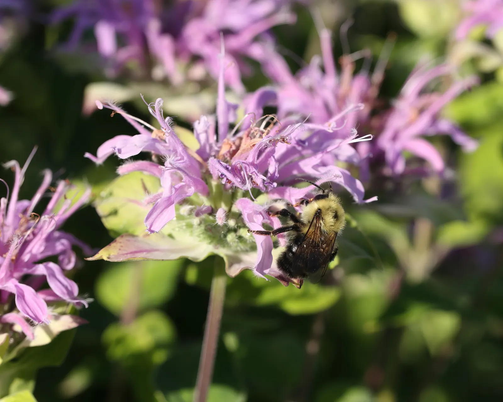 Wild Bergamot (Monarda fistulosa) — perennial for full or half; high-impact plant is a guaranteed way to enliven any outdoor space, image 115