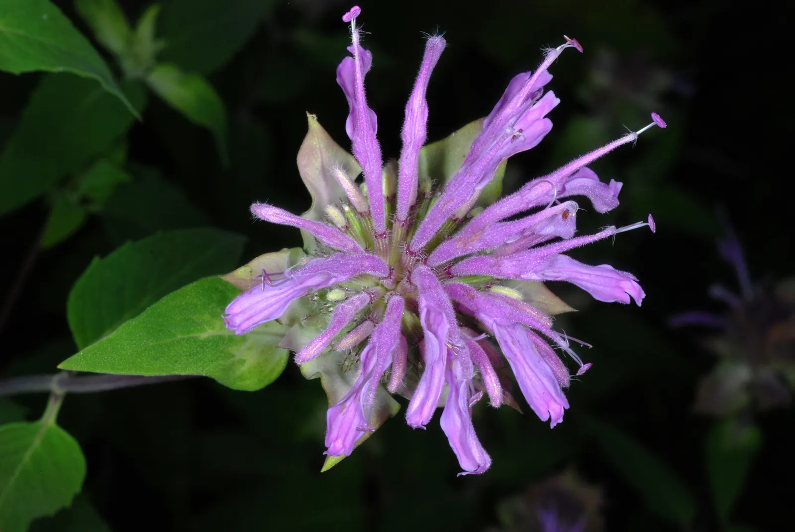 Wild Bergamot (Monarda fistulosa) — or as part of a pollinator garden; it stands up to a variety of climates, image 111