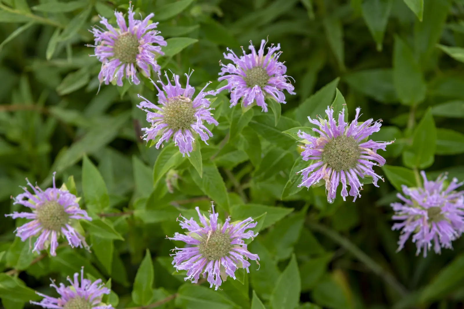 Wild Bergamot (Monarda fistulosa) — the Wild Bergamot is ideal for a mid-border position where its clump-forming nature can be showcased