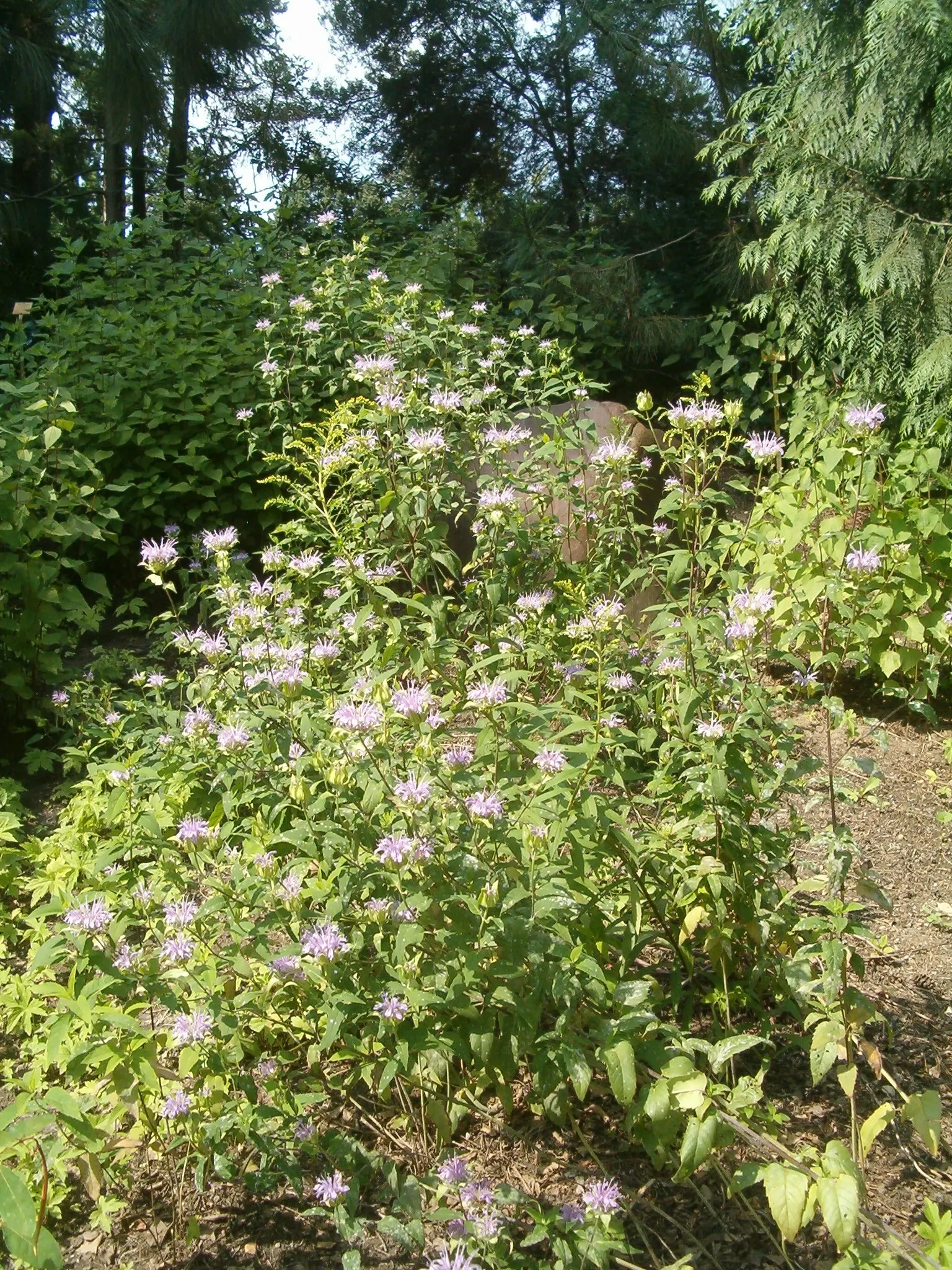 Wild Bergamot (Monarda fistulosa) — making it a versatile choice for various garden designs; whether used in a wildflower meadow, image 108