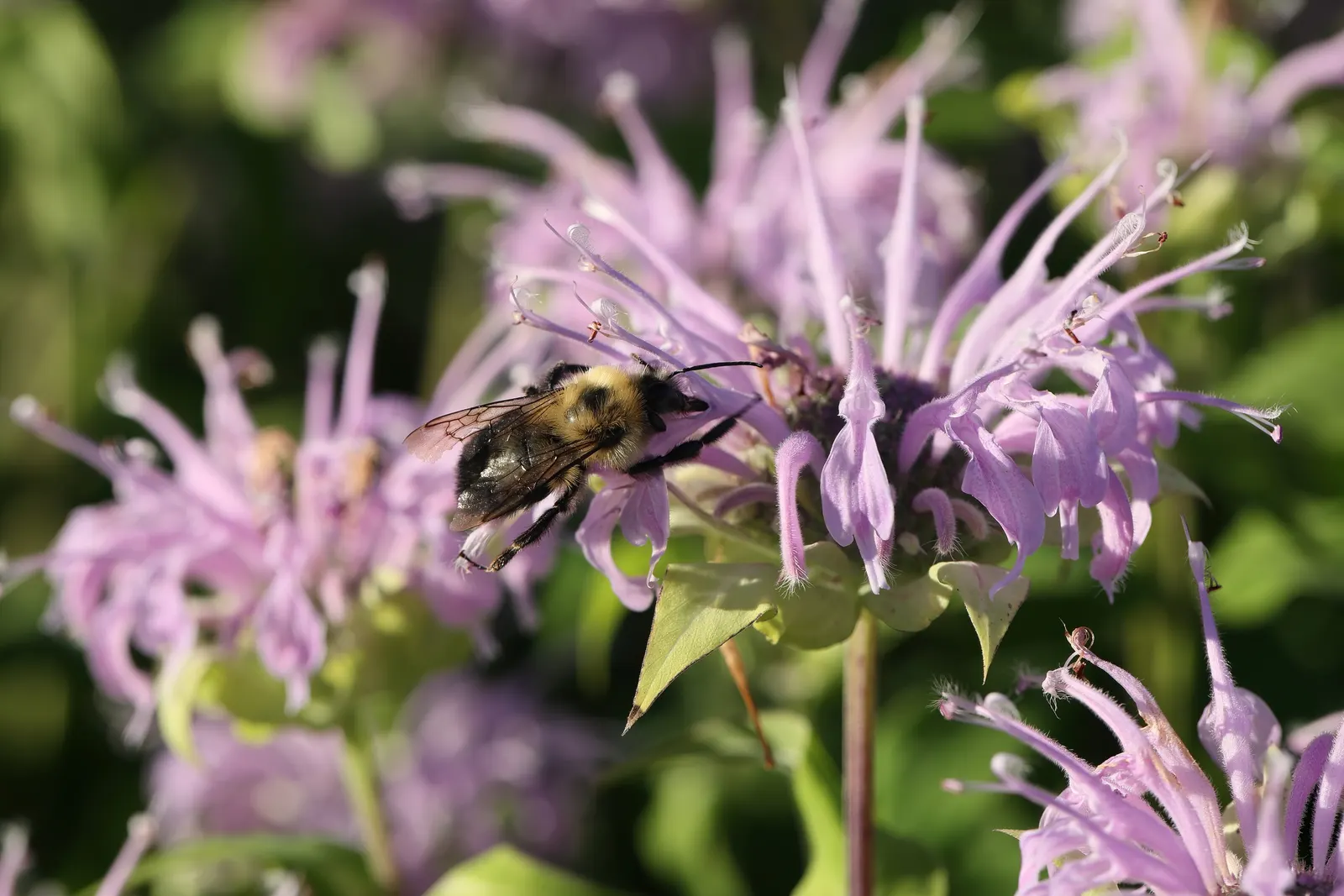 Wild Bergamot (Monarda fistulosa) — high-impact plant is a guaranteed way to enliven any outdoor space; perennial with lavender and pink blooms, image 89