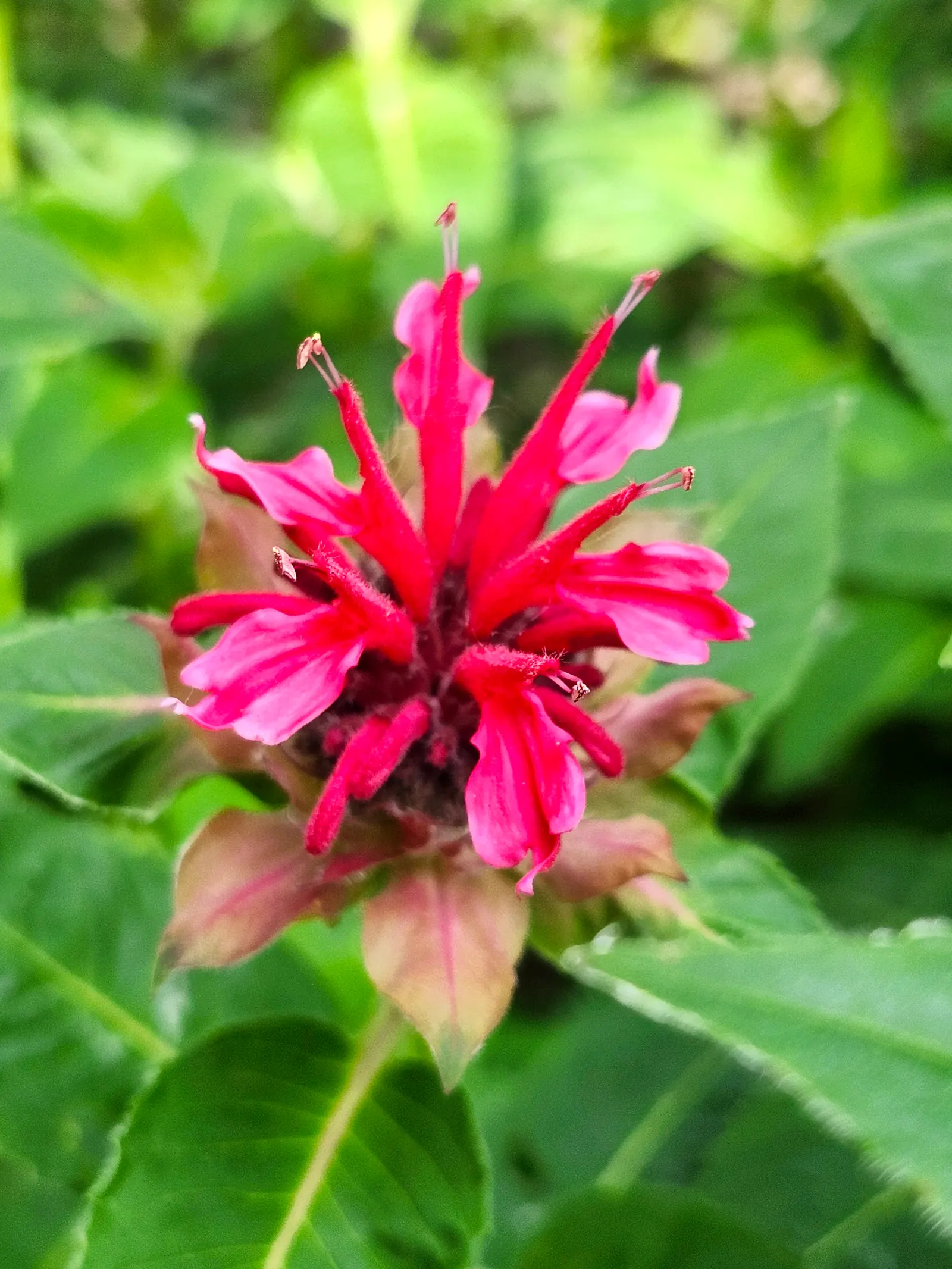 Wild Bergamot (Monarda fistulosa) — It flourishes in full sun to partial shade and prefers well-drained soil