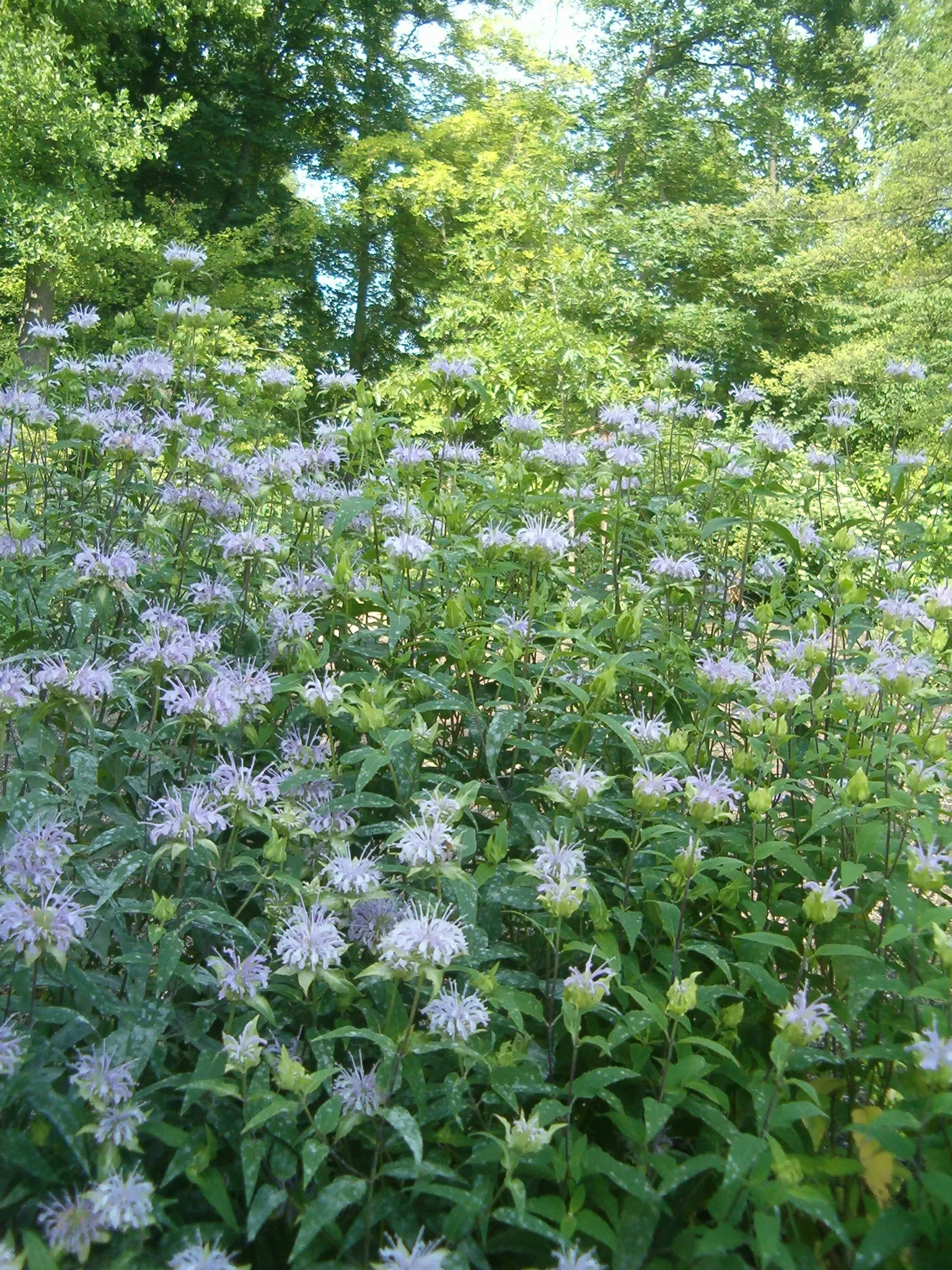 Wild Bergamot (Monarda fistulosa) — Whether used in a wildflower meadow; wild Bergamot or Monarda fistulosa, is a resilient perennial native to, image 109