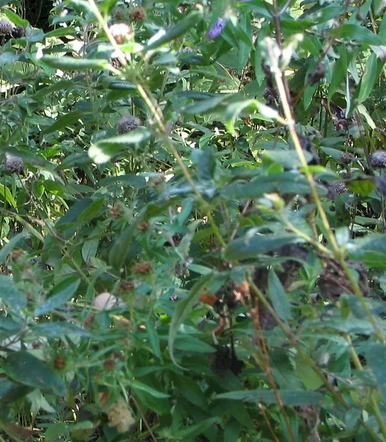 Wild Bergamot (Monarda fistulosa) — This plant thrives in full to partial sun, in zones 3 to 9, with moderate water needs; an informal traditional, image 49