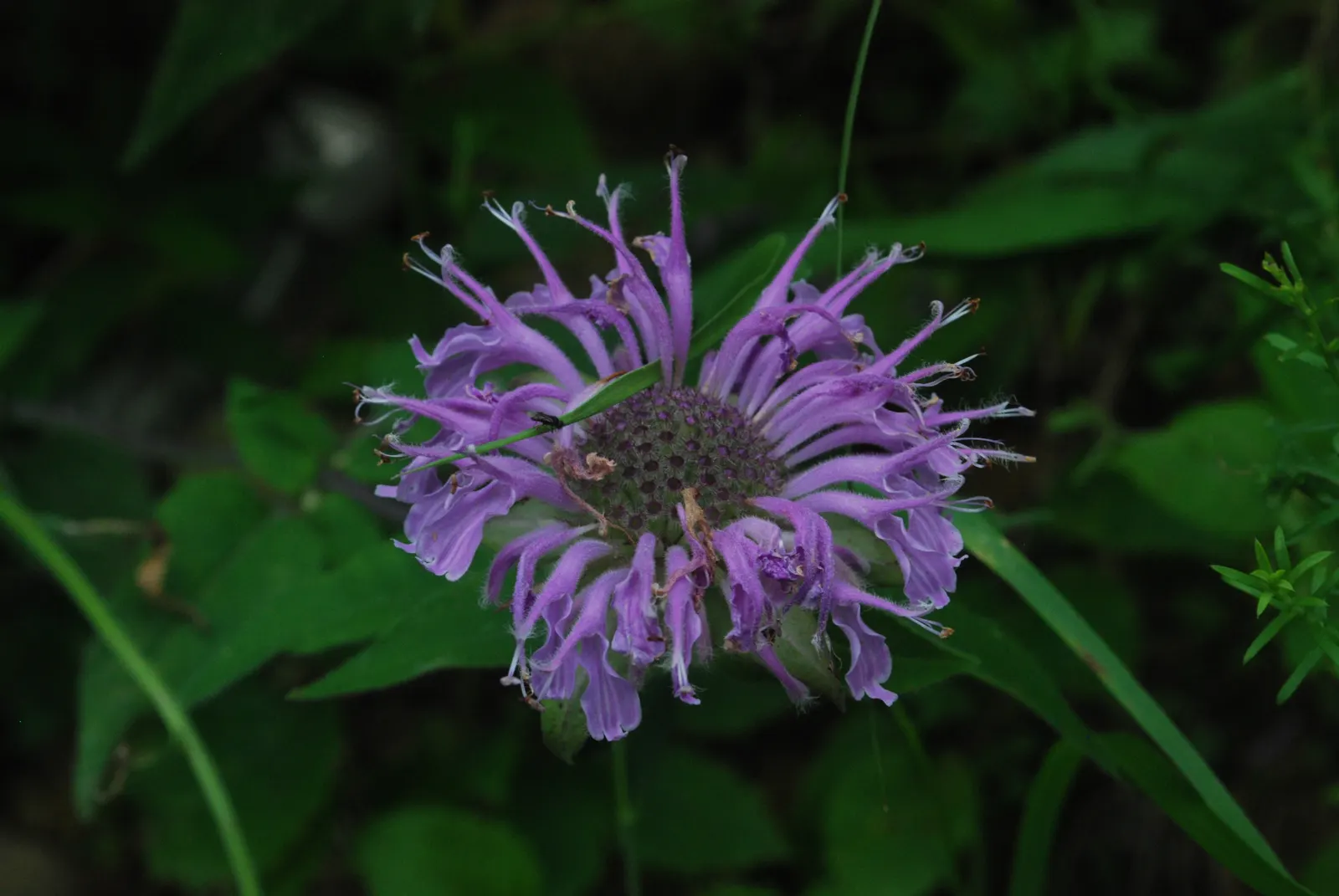 Wild Bergamot (Monarda fistulosa) — This plant thrives in full to partial sun, in zones 3 to 9, with moderate water needs