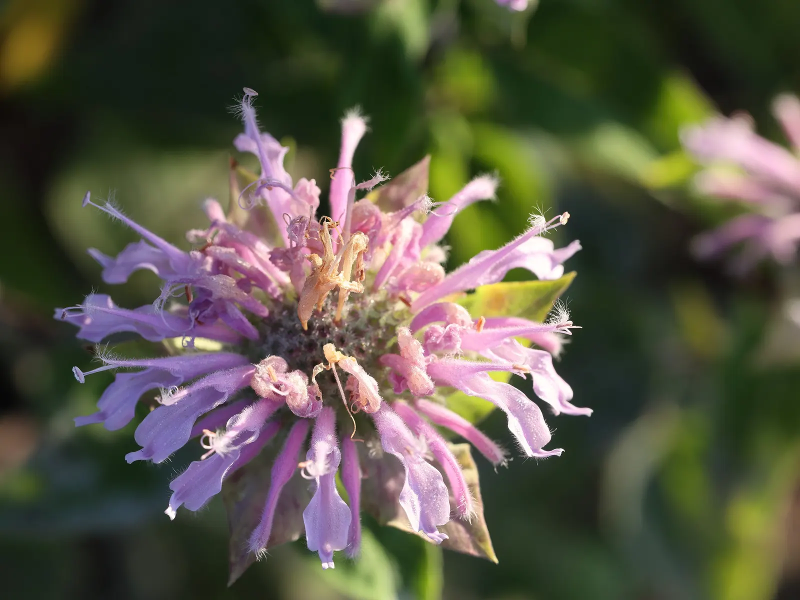 Wild Bergamot (Monarda fistulosa) — cut back Monarda fistulosa to ground level in late fall to encourage a fresh burst of growth come spring; or as, image 128