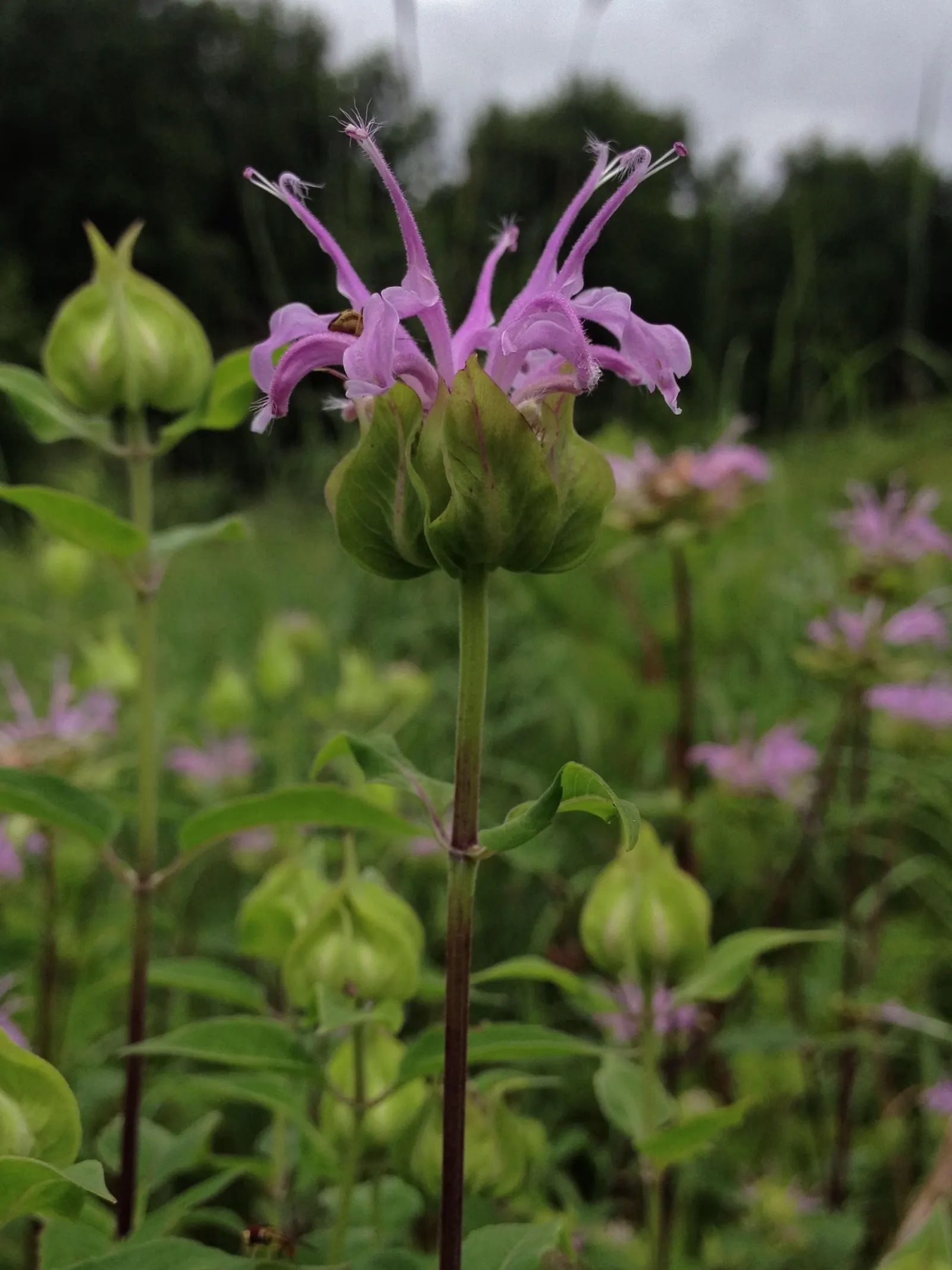 Wild Bergamot (Monarda fistulosa) — Whether used in a wildflower meadow; wild Bergamot or Monarda fistulosa, is a resilient perennial native to, image 63