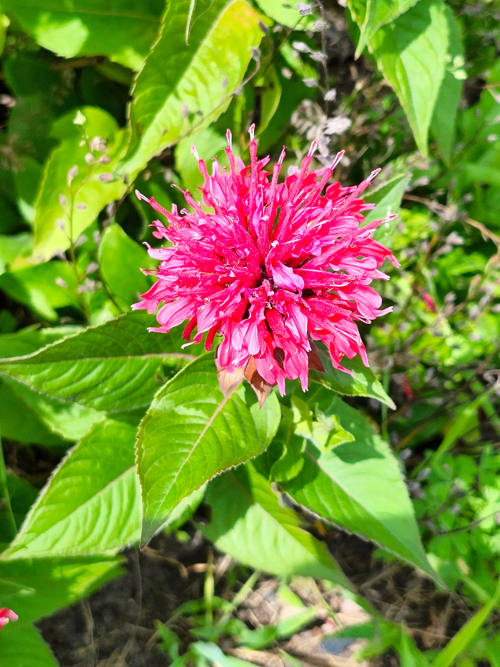 Wild Bergamot (Monarda fistulosa) — the Wild Bergamot is ideal for a mid-border position where its clump-forming nature can be showcased; perennial, image 53
