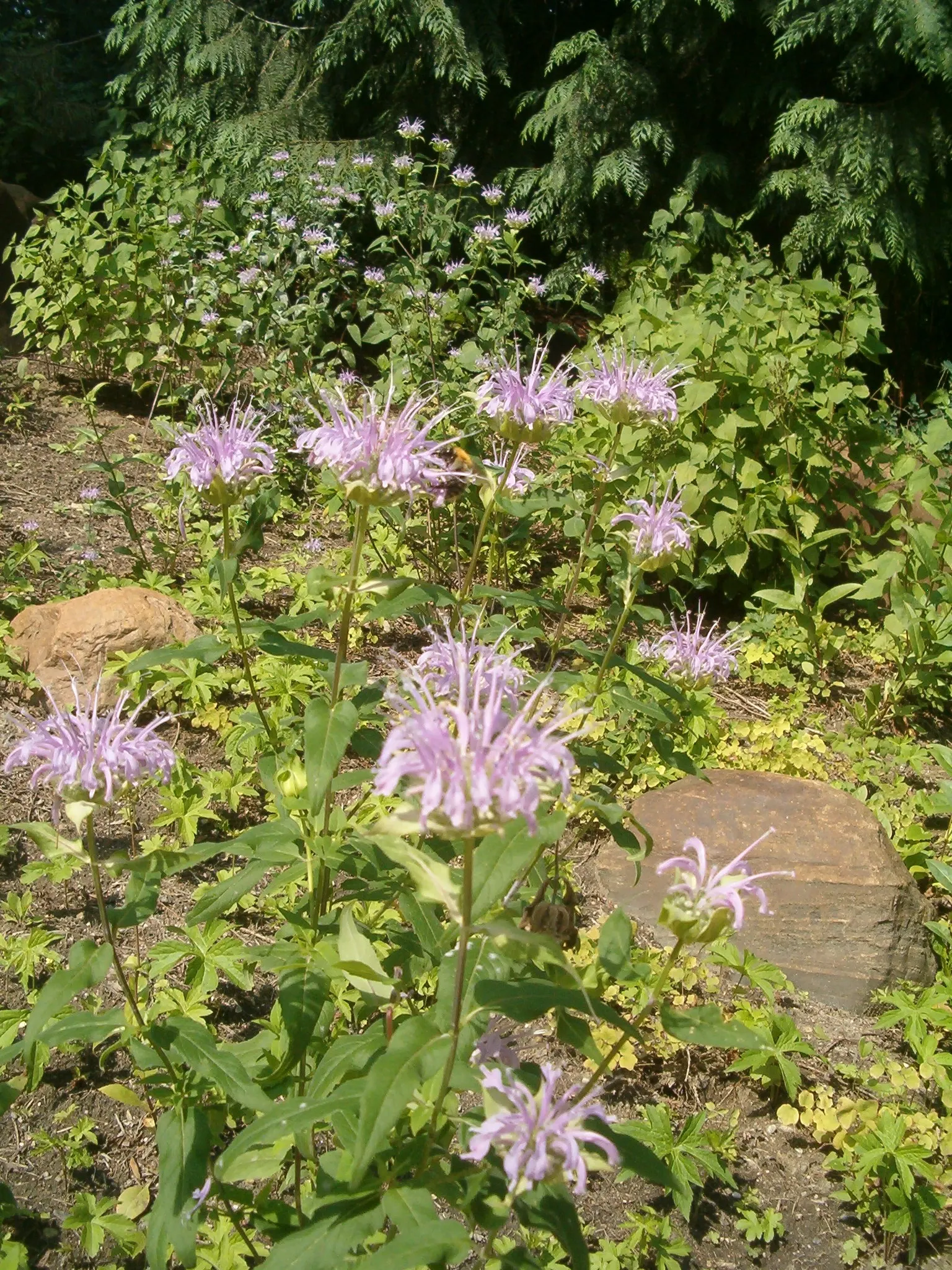 Wild Bergamot (Monarda fistulosa) — It flourishes in full sun to partial shade and prefers well-drained soil; the Wild Bergamot is ideal for a, image 123