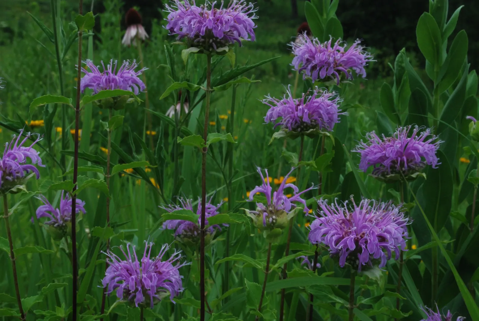 Wild Bergamot (Monarda fistulosa) — Ensure to give it a spacing of about 18 to 24 inches apart for optimal growth and air circulation; lavender and pink