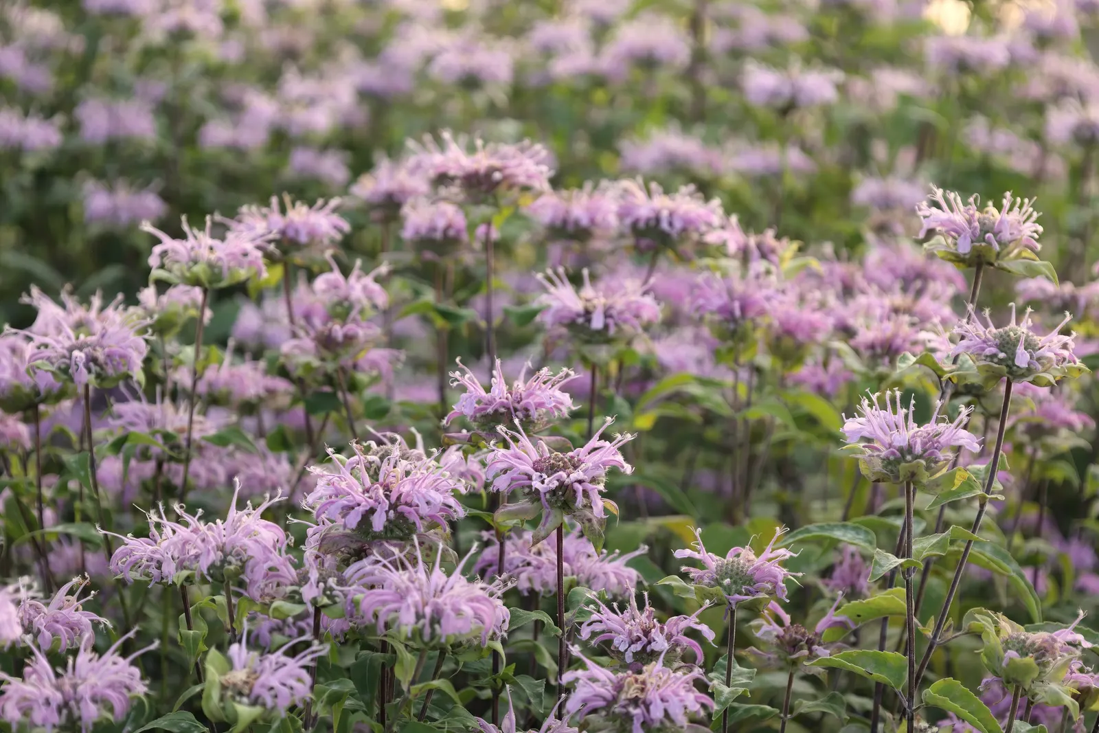 Wild Bergamot (Monarda fistulosa) — cut back Monarda fistulosa to ground level in late fall to encourage a fresh burst of growth come spring; or as, image 82