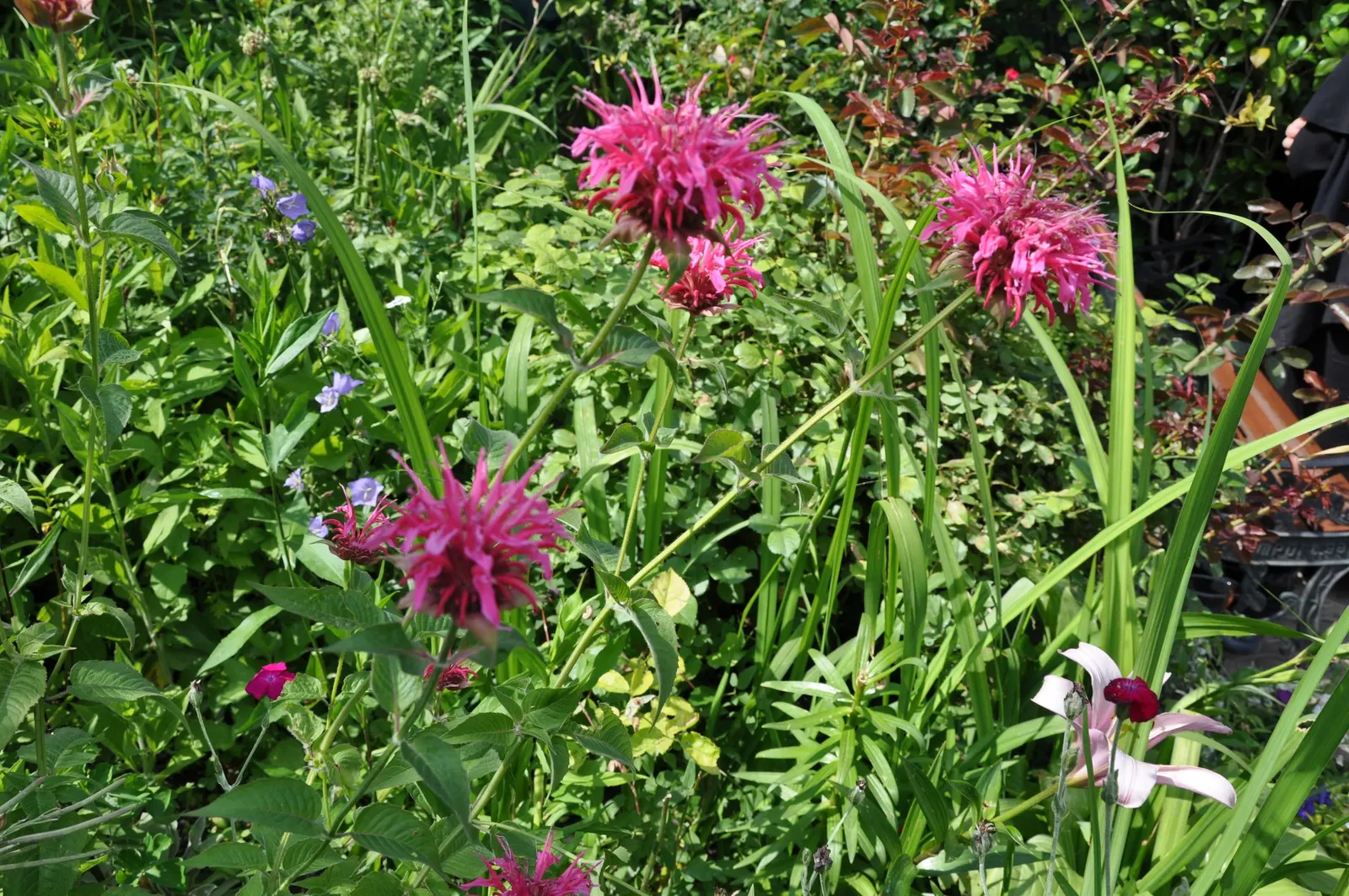 Wild Bergamot (Monarda fistulosa) — creating a long-lasting display with its tubular flowers arranged in dense, image 35
