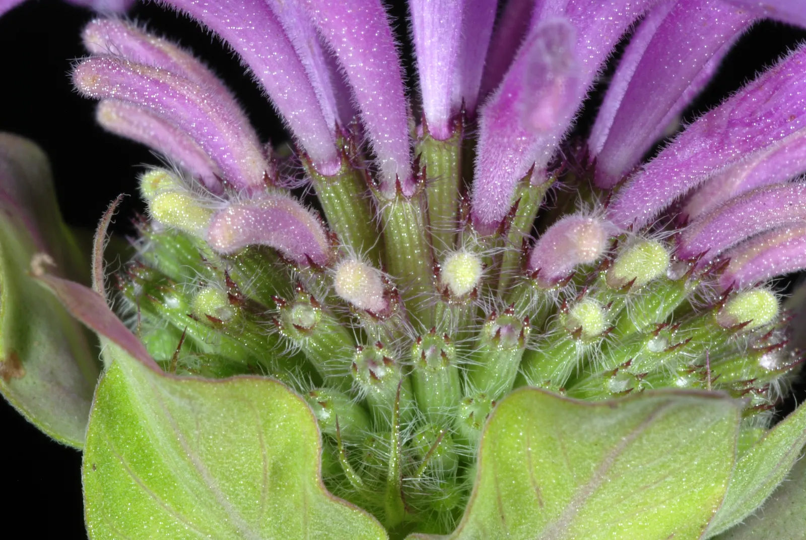 Wild Bergamot (Monarda fistulosa) — Ensure to give it a spacing of about 18 to 24 inches apart for optimal growth and air circulation; lavender and, image 125