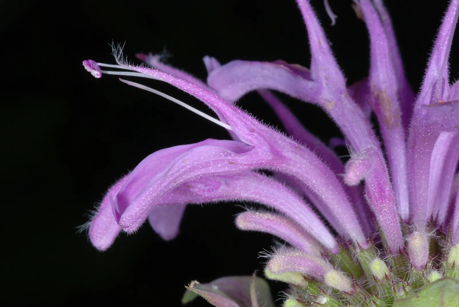 Wild Bergamot (Monarda fistulosa) — adding both ecological value and visual interest to any landscape; making it a versatile choice for various, image 98