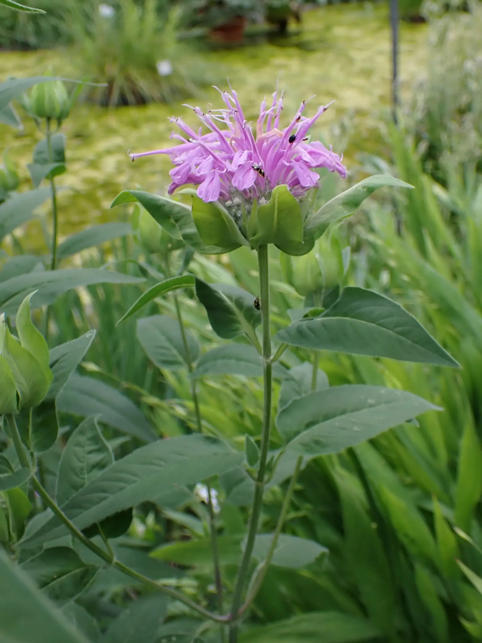 Wild Bergamot (Monarda fistulosa) — perennial with lavender and pink blooms; cut back Monarda fistulosa to ground level in late fall to encourage a, image 68