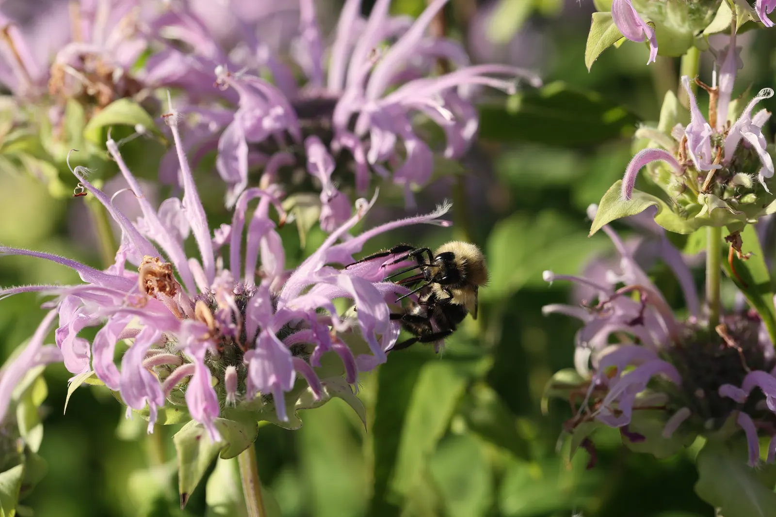 Wild Bergamot (Monarda fistulosa) — Hardy in USDA zones 4 through 9; this plant thrives in full to partial sun, in zones 3 to 9, with moderate, image 60