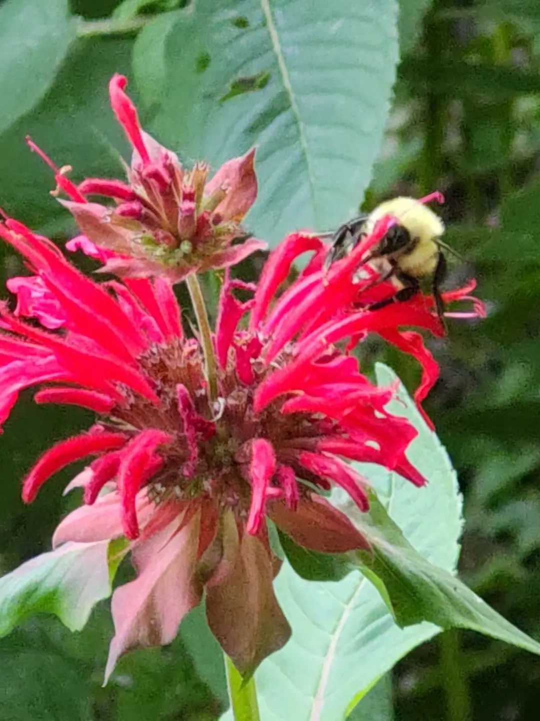 Wild Bergamot (Monarda fistulosa) — adding both ecological value and visual interest to any landscape; making it a versatile choice for various, image 75