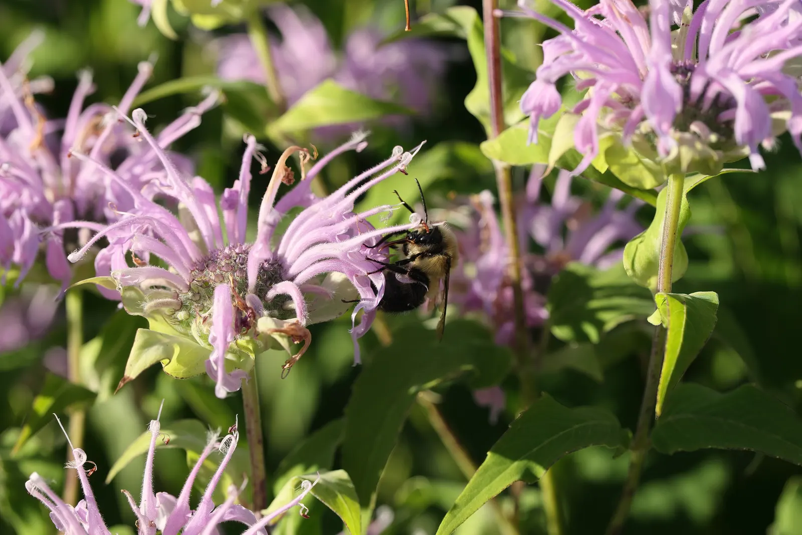 Wild Bergamot (Monarda fistulosa) — cut back Monarda fistulosa to ground level in late fall to encourage a fresh burst of growth come spring