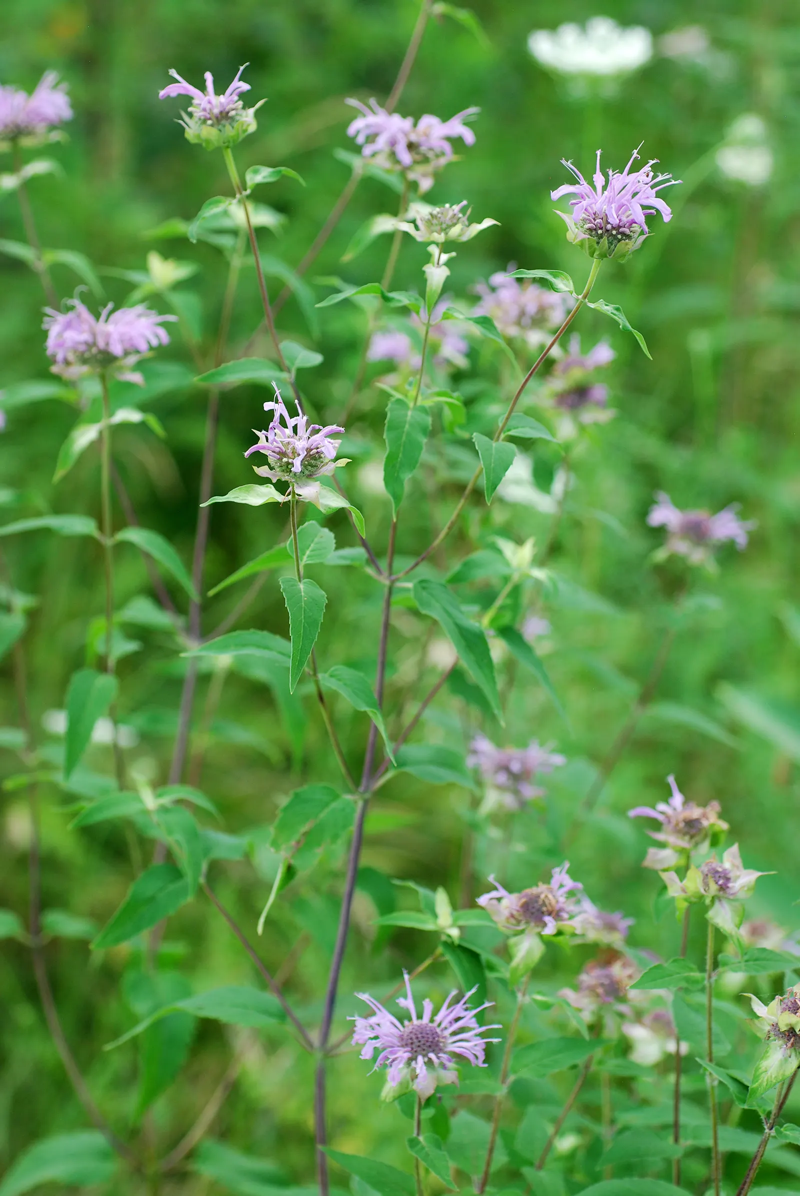 Wild Bergamot (Monarda fistulosa) — Ensure to give it a spacing of about 18 to 24 inches apart for optimal growth and air circulation