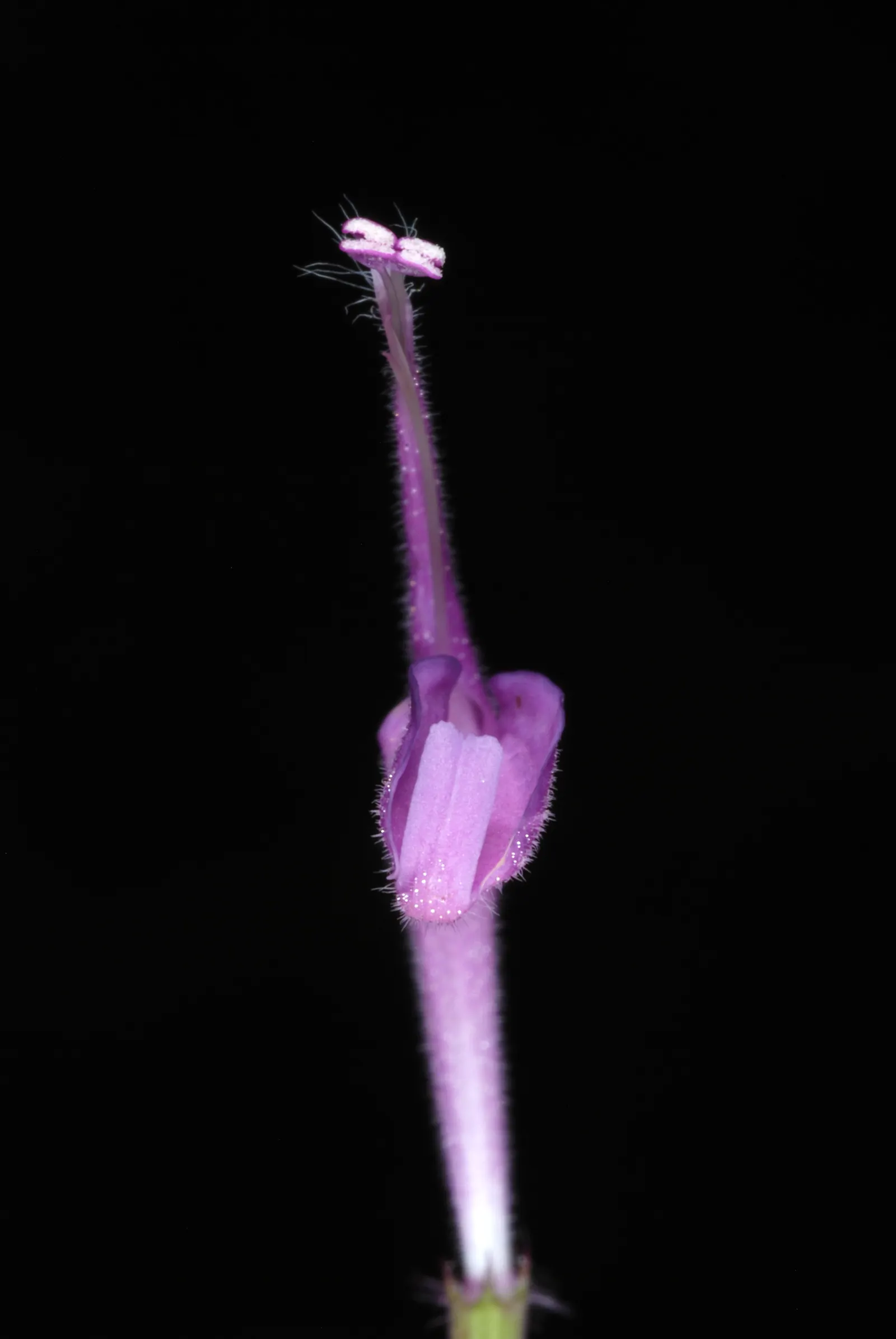 Wild Bergamot (Monarda fistulosa) — Its mint-scented foliage repels pests, making it a low-maintenance choice; it features lavender-pink tubular, image 119