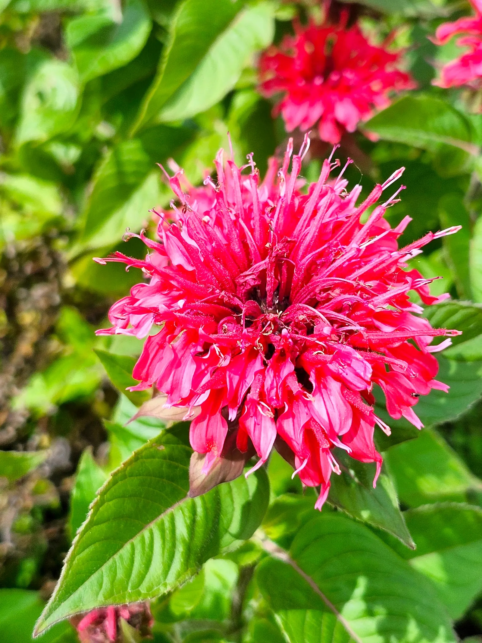 Wild Bergamot (Monarda fistulosa) — perennial for full or half