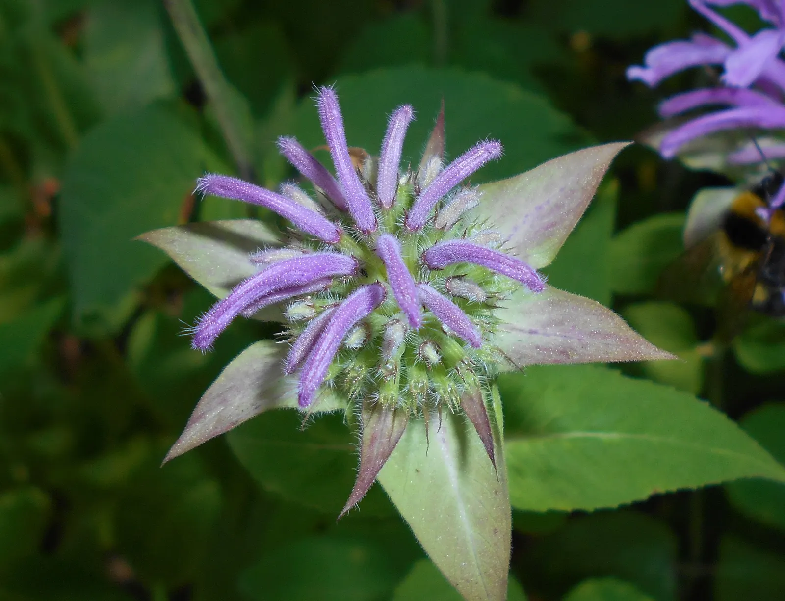 Wild Bergamot (Monarda fistulosa) — This plant thrives in full to partial sun, in zones 3 to 9, with moderate water needs; an informal traditional, image 72