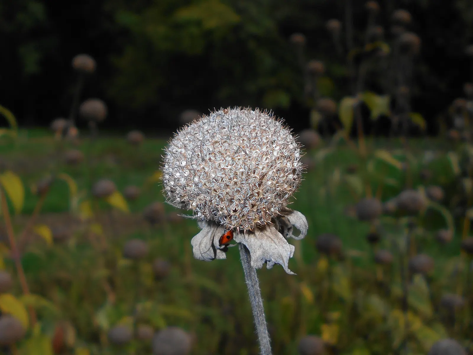 Wild Bergamot (Monarda fistulosa) — This plant thrives in full to partial sun, in zones 3 to 9, with moderate water needs; an informal traditional, image 118