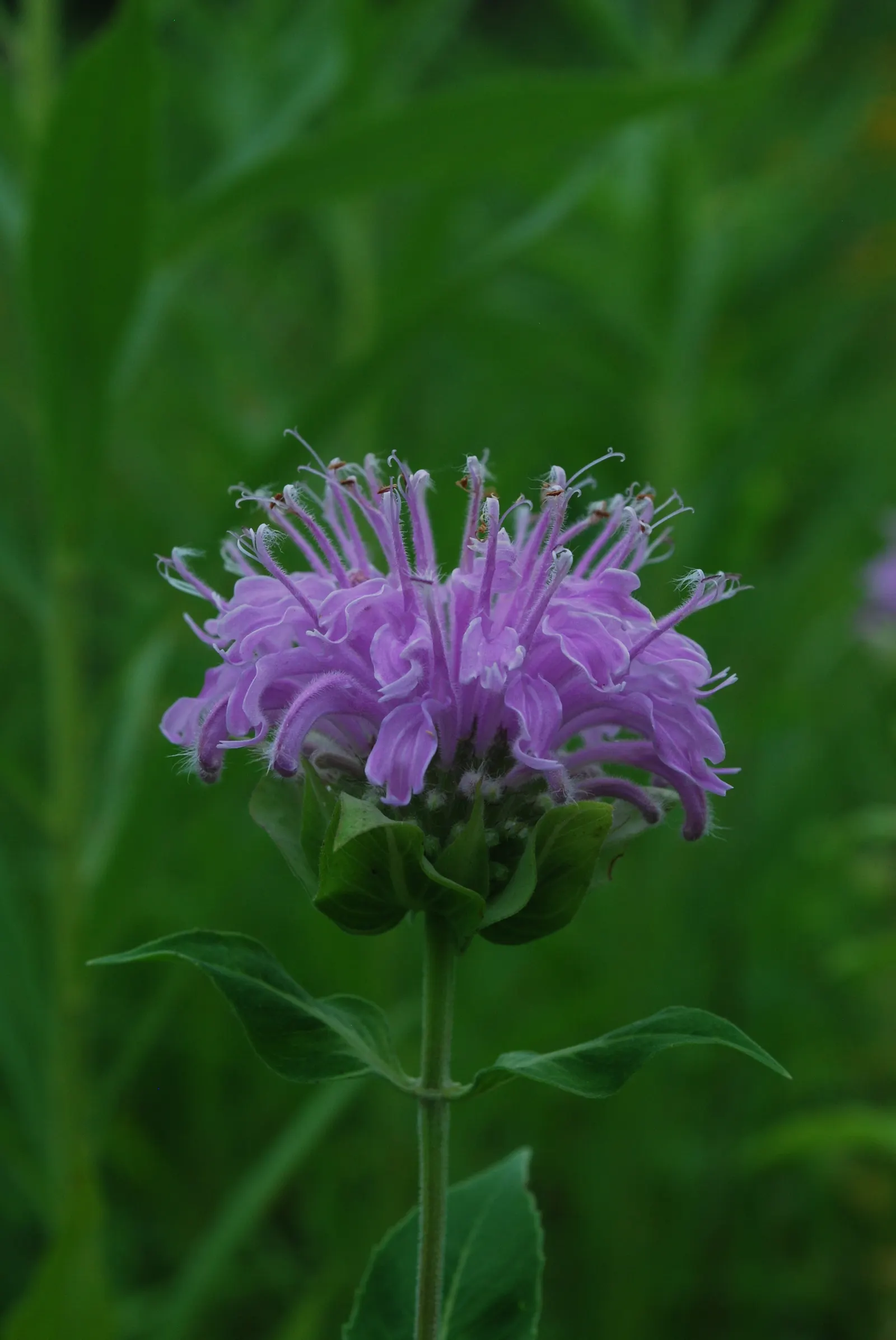 Wild Bergamot (Monarda fistulosa) — or as part of a pollinator garden; it stands up to a variety of climates, image 65