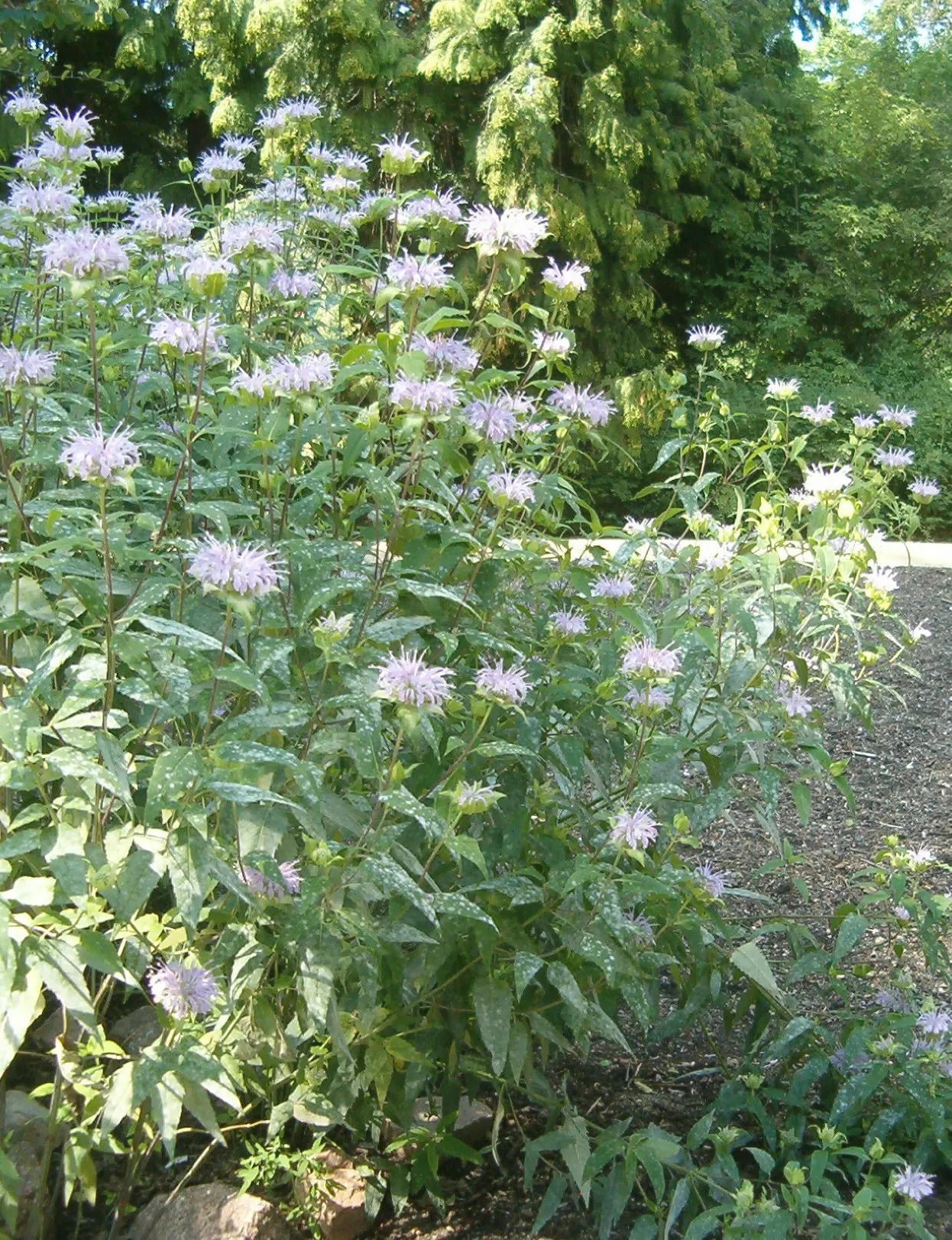 Wild Bergamot (Monarda fistulosa) — Blooming mid to late summer; tolerating even dry conditions once established, image 74