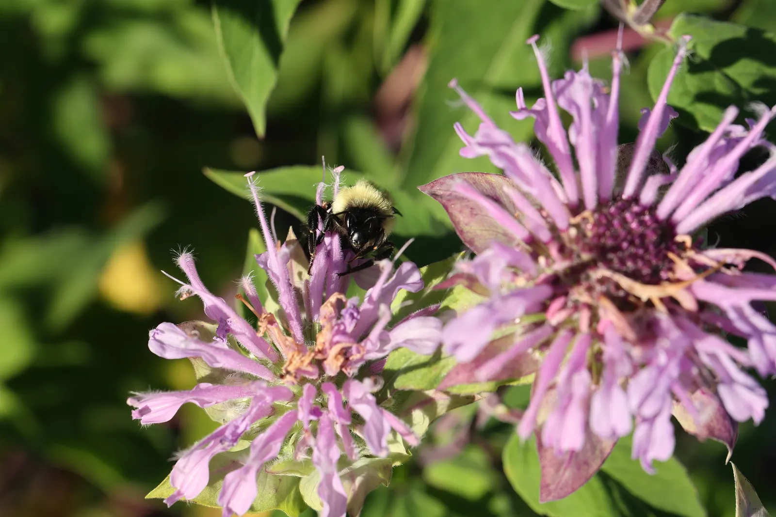Wild Bergamot (Monarda fistulosa) — perennial with lavender and pink blooms; cut back Monarda fistulosa to ground level in late fall to encourage a fresh burst