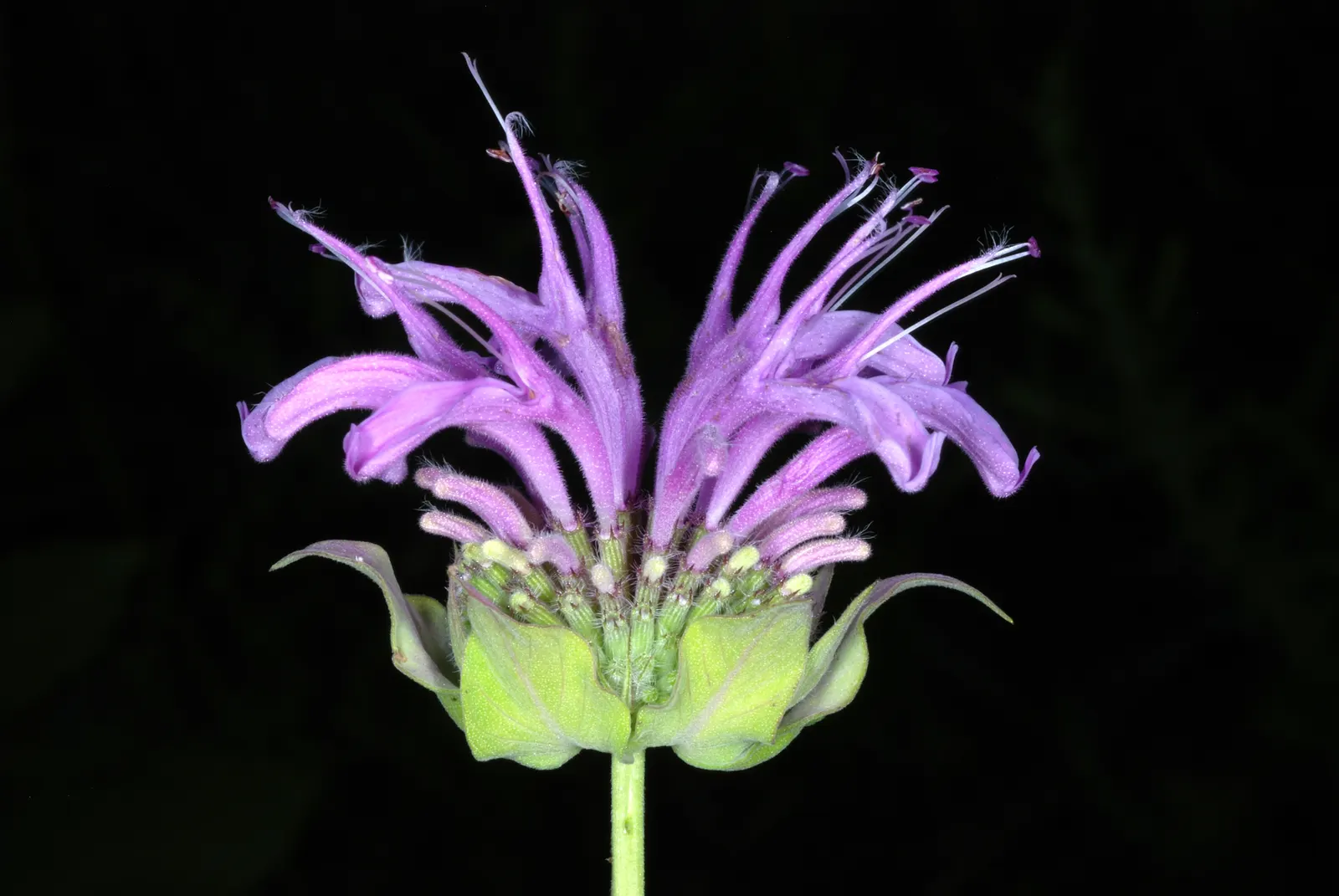 Wild Bergamot (Monarda fistulosa) — perennial for full or half; high-impact plant is a guaranteed way to enliven any outdoor space, image 92
