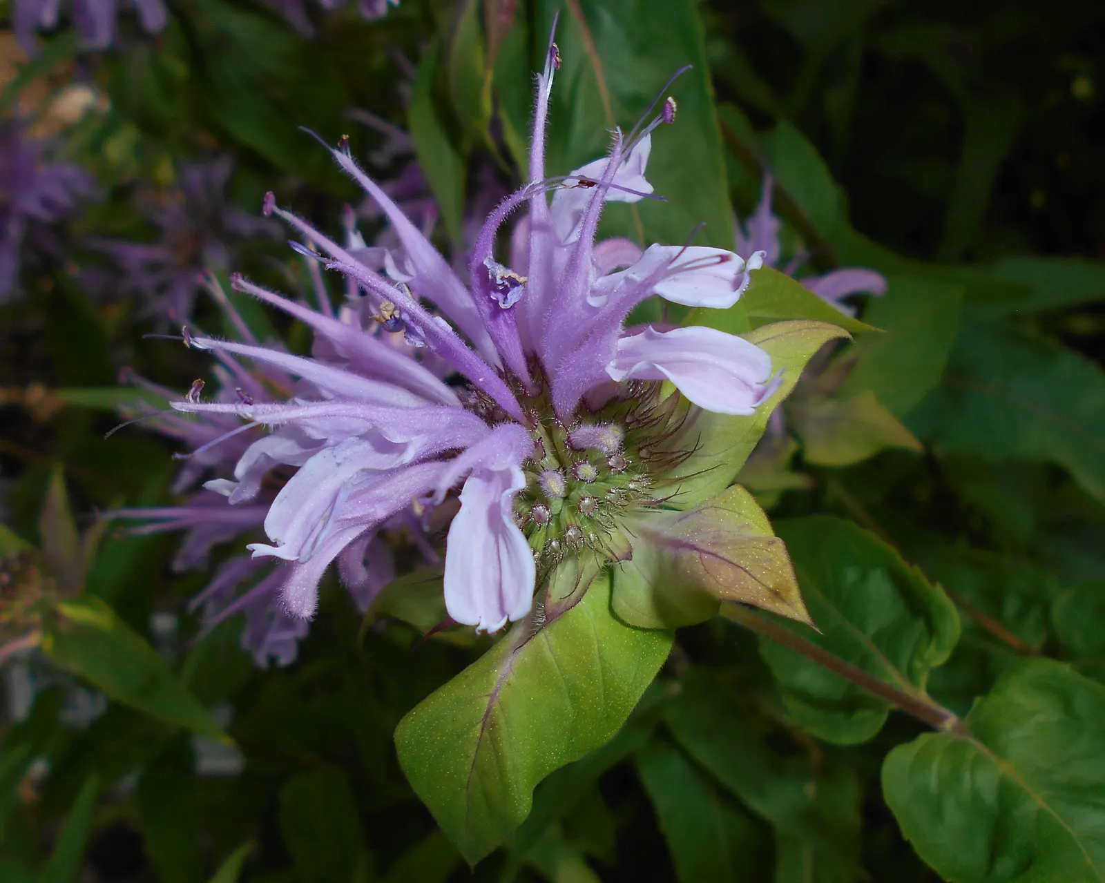 Wild Bergamot (Monarda fistulosa) — it stands up to a variety of climates; ensure to give it a spacing of about 18 to 24 inches apart for optimal, image 107