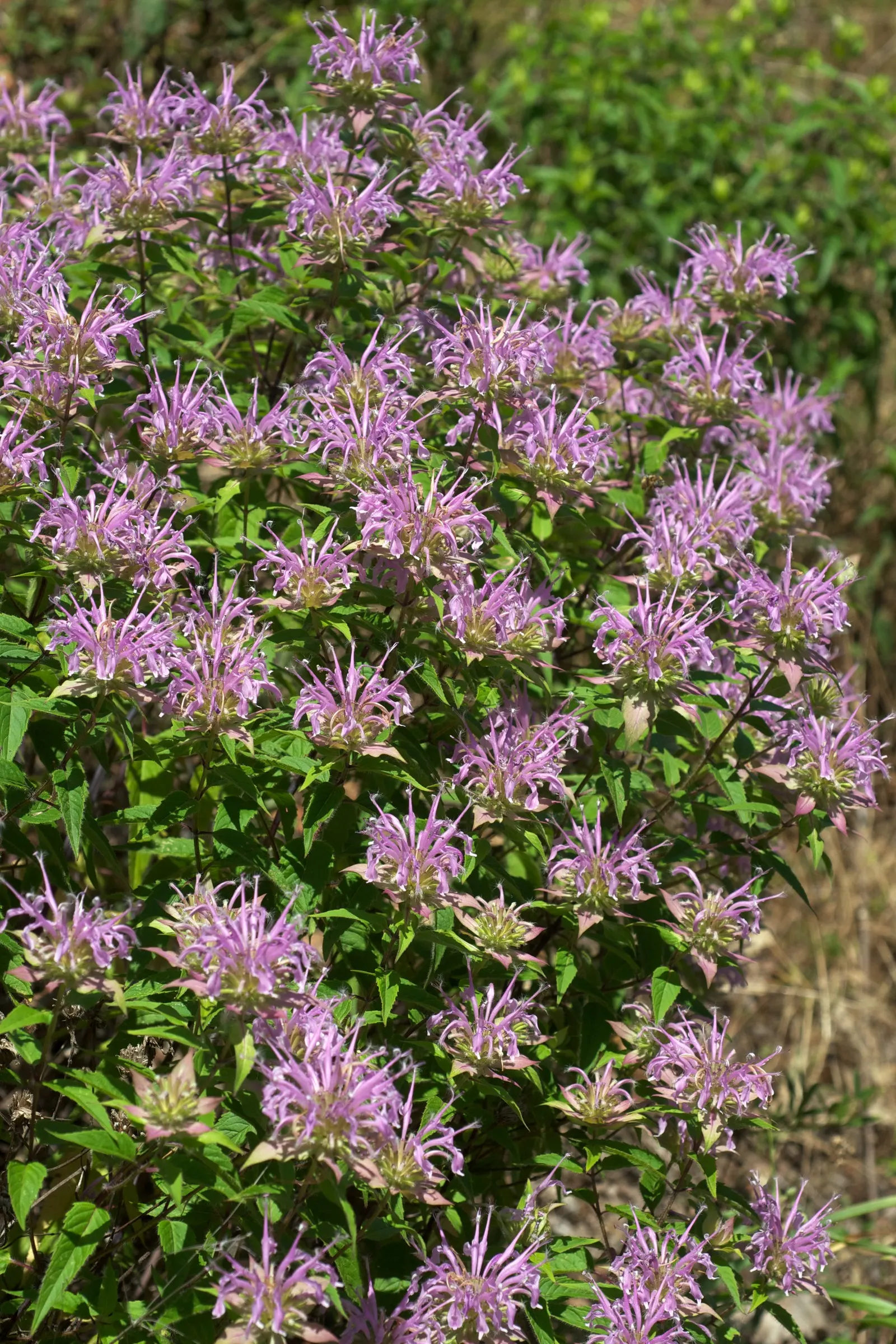 Wild Bergamot (Monarda fistulosa) — or as part of a pollinator garden