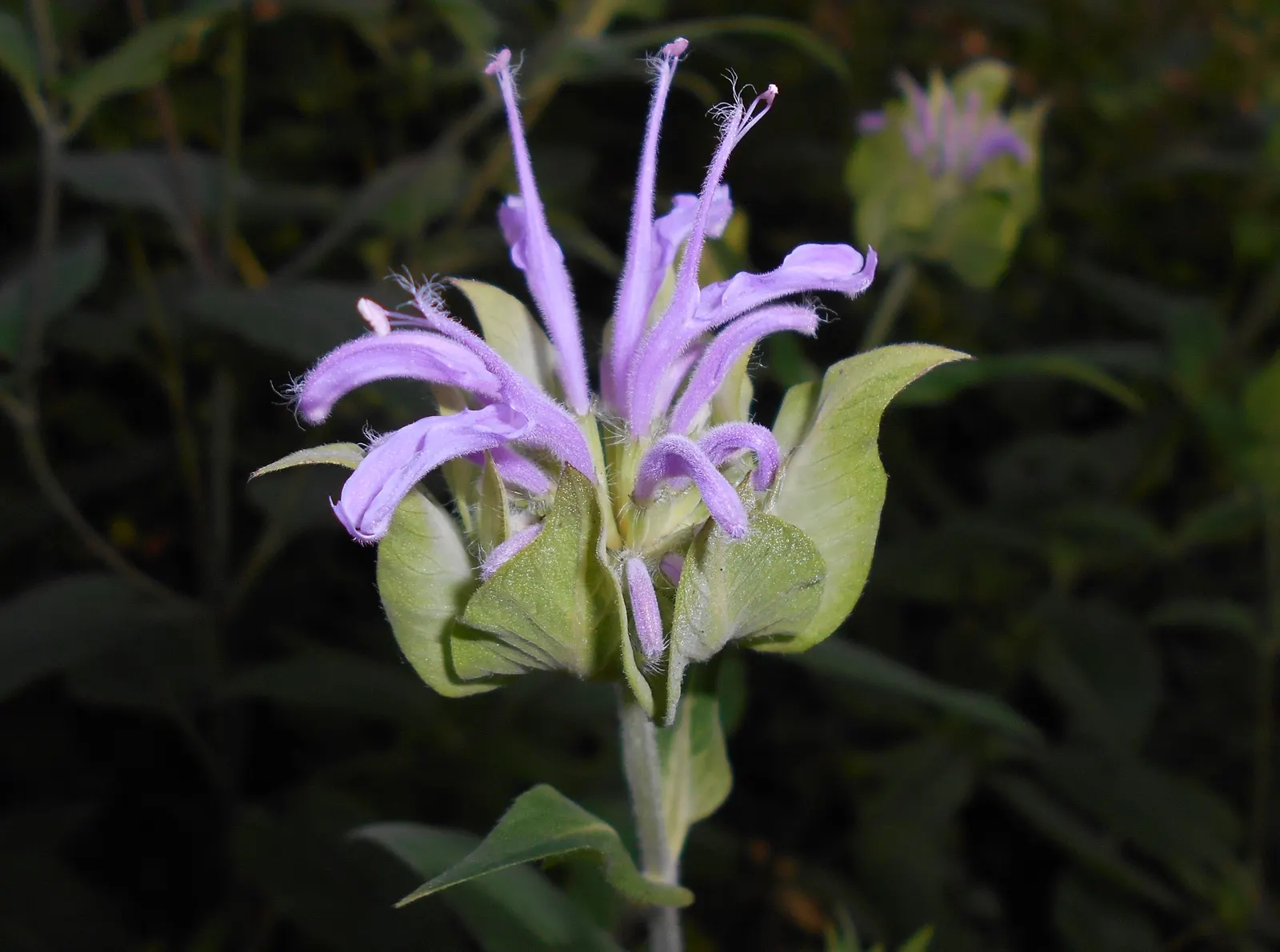 Wild Bergamot (Monarda fistulosa) — Blooming mid to late summer