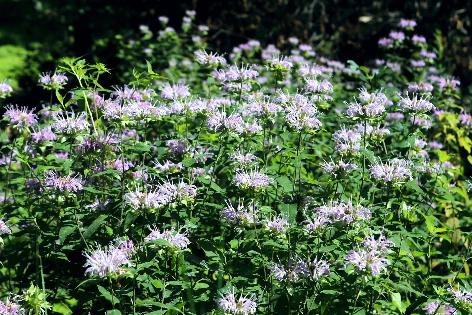 Wild Bergamot (Monarda fistulosa) — It flourishes in full sun to partial shade and prefers well-drained soil; the Wild Bergamot is ideal for a, image 54