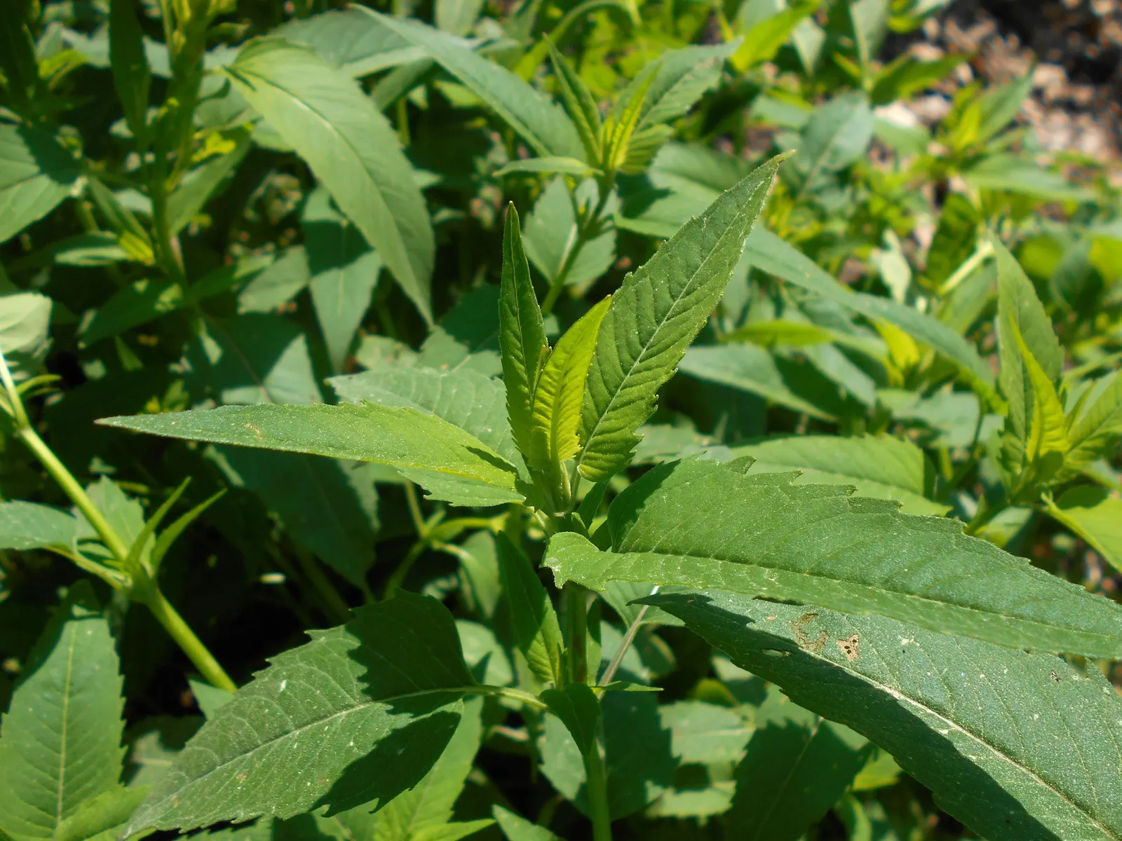 Wild Bergamot (Monarda fistulosa) — or as part of a pollinator garden; it stands up to a variety of climates, image 88