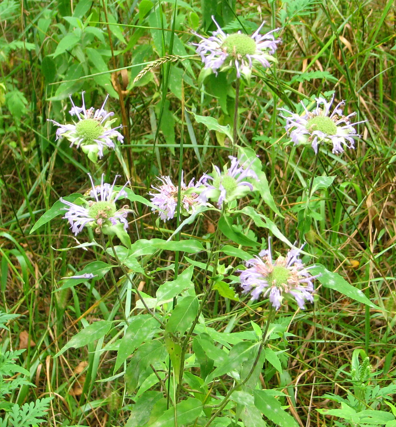 Wild Bergamot (Monarda fistulosa) — It features lavender-pink tubular flowers atop 2 to 4-feet tall stems; which is important for preventing powdery, image 94