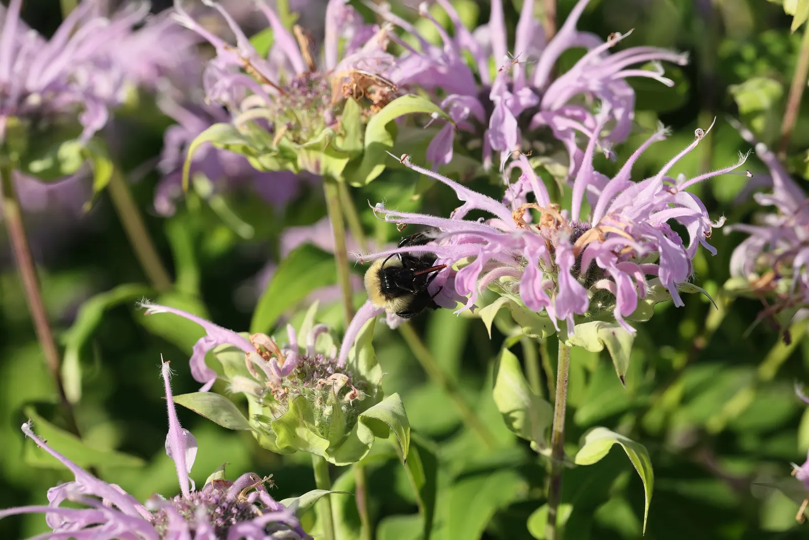Wild Bergamot (Monarda fistulosa) — Hardy in USDA zones 4 through 9; this plant thrives in full to partial sun, in zones 3 to 9, with moderate, image 83