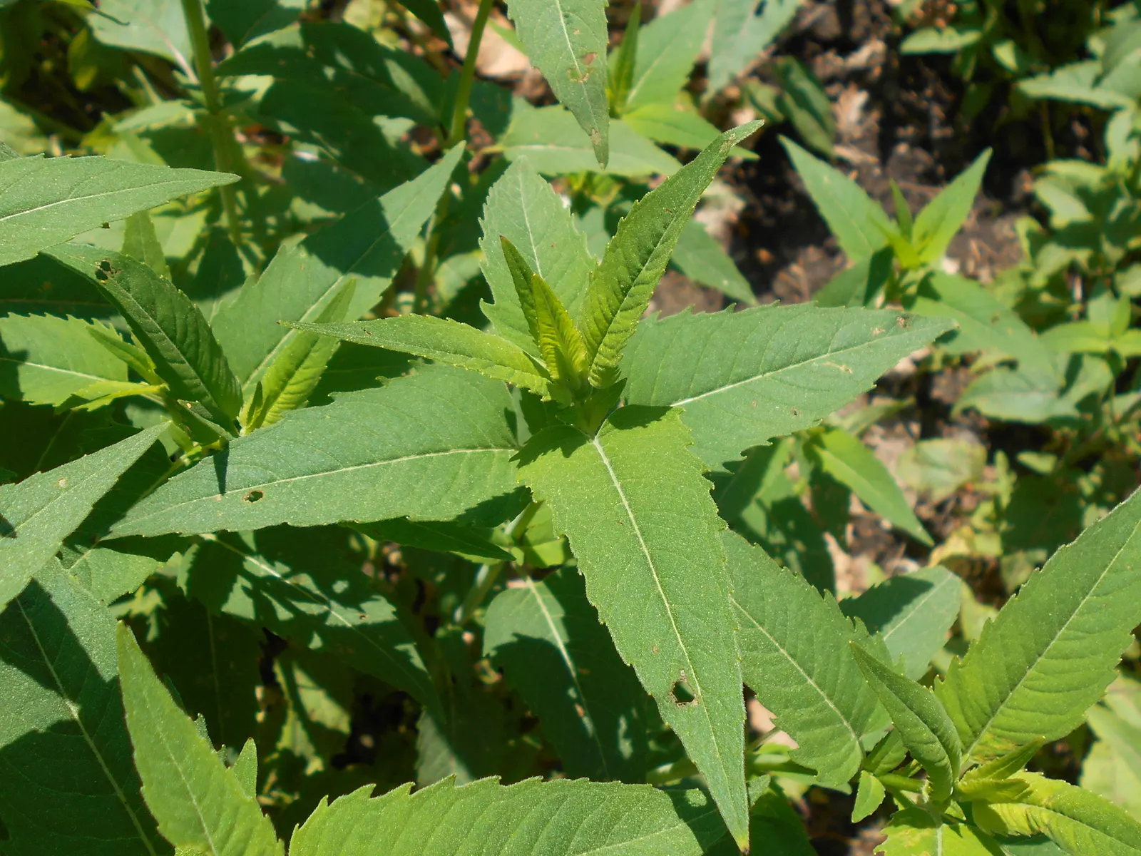 Wild Bergamot (Monarda fistulosa) — Its mint-scented foliage repels pests, making it a low-maintenance choice; it features lavender-pink tubular, image 96