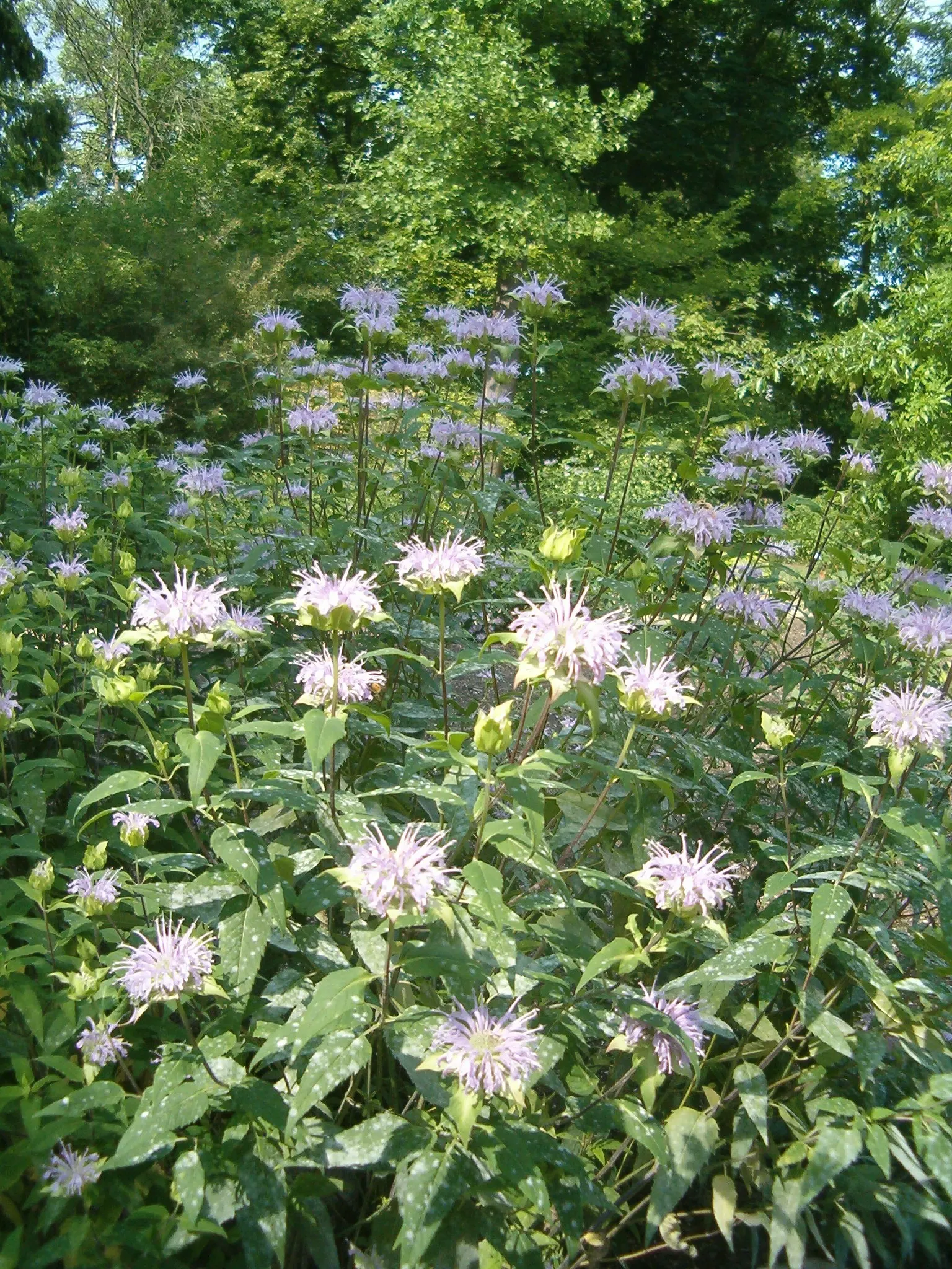Wild Bergamot (Monarda fistulosa) — It features lavender-pink tubular flowers atop 2 to 4-feet tall stems; which is important for preventing powdery, image 117