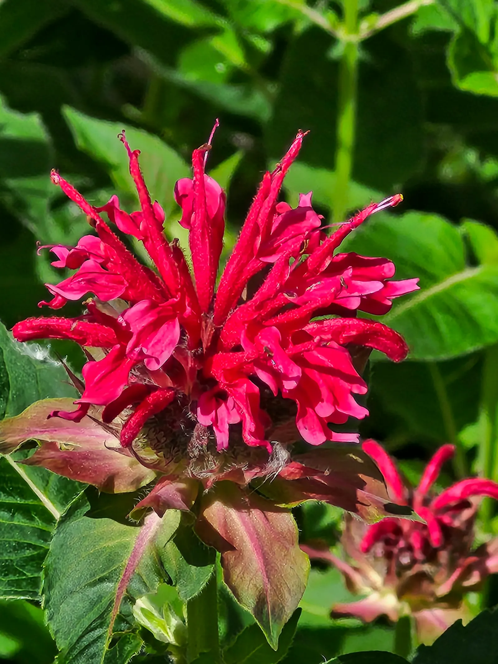 Wild Bergamot (Monarda fistulosa) — tolerating even dry conditions once established; hardy in USDA zones 4 through 9, image 78
