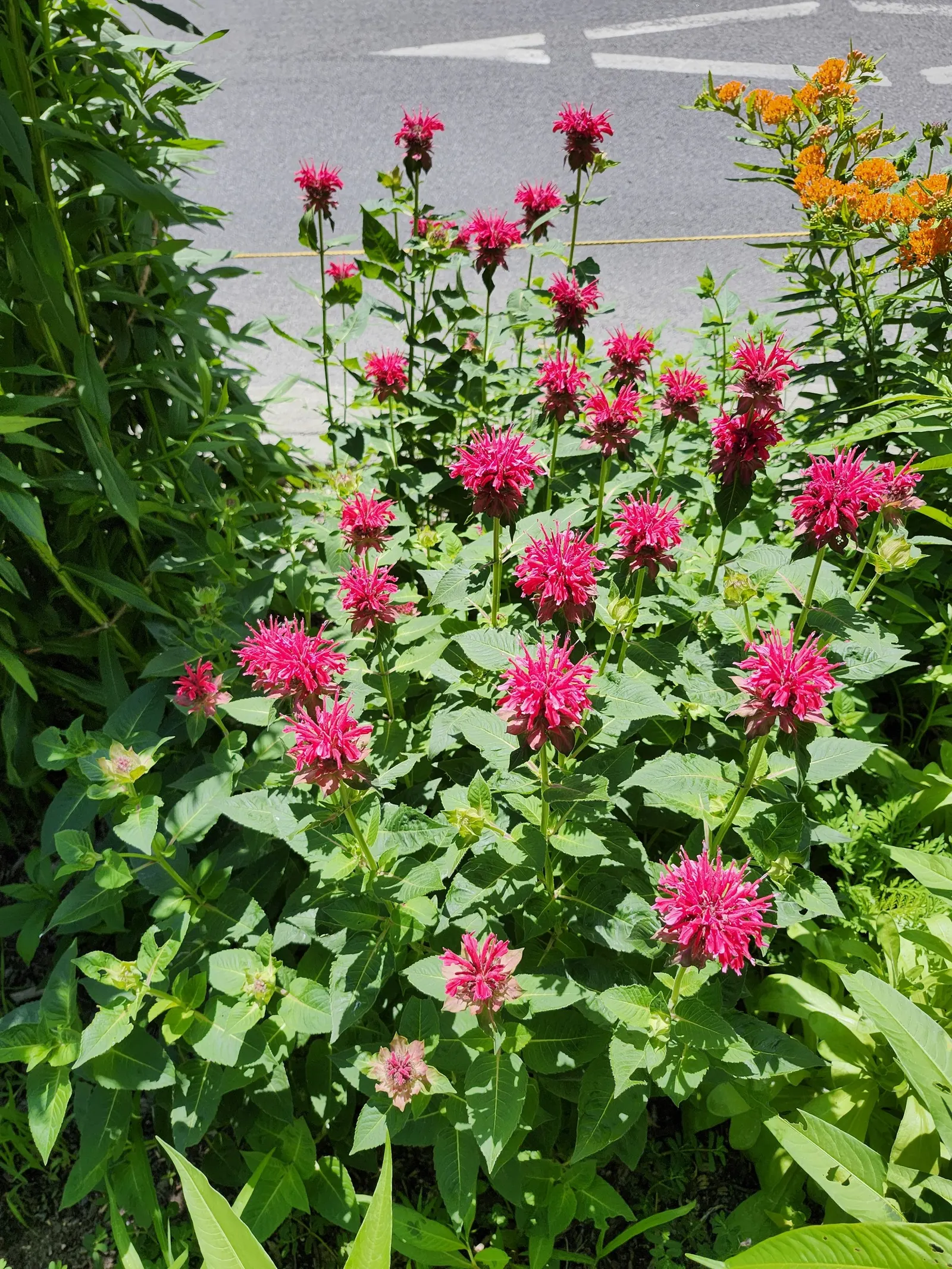 Wild Bergamot (Monarda fistulosa) — lavender and pink flowers in the garden; adding both ecological value and visual interest to any landscape