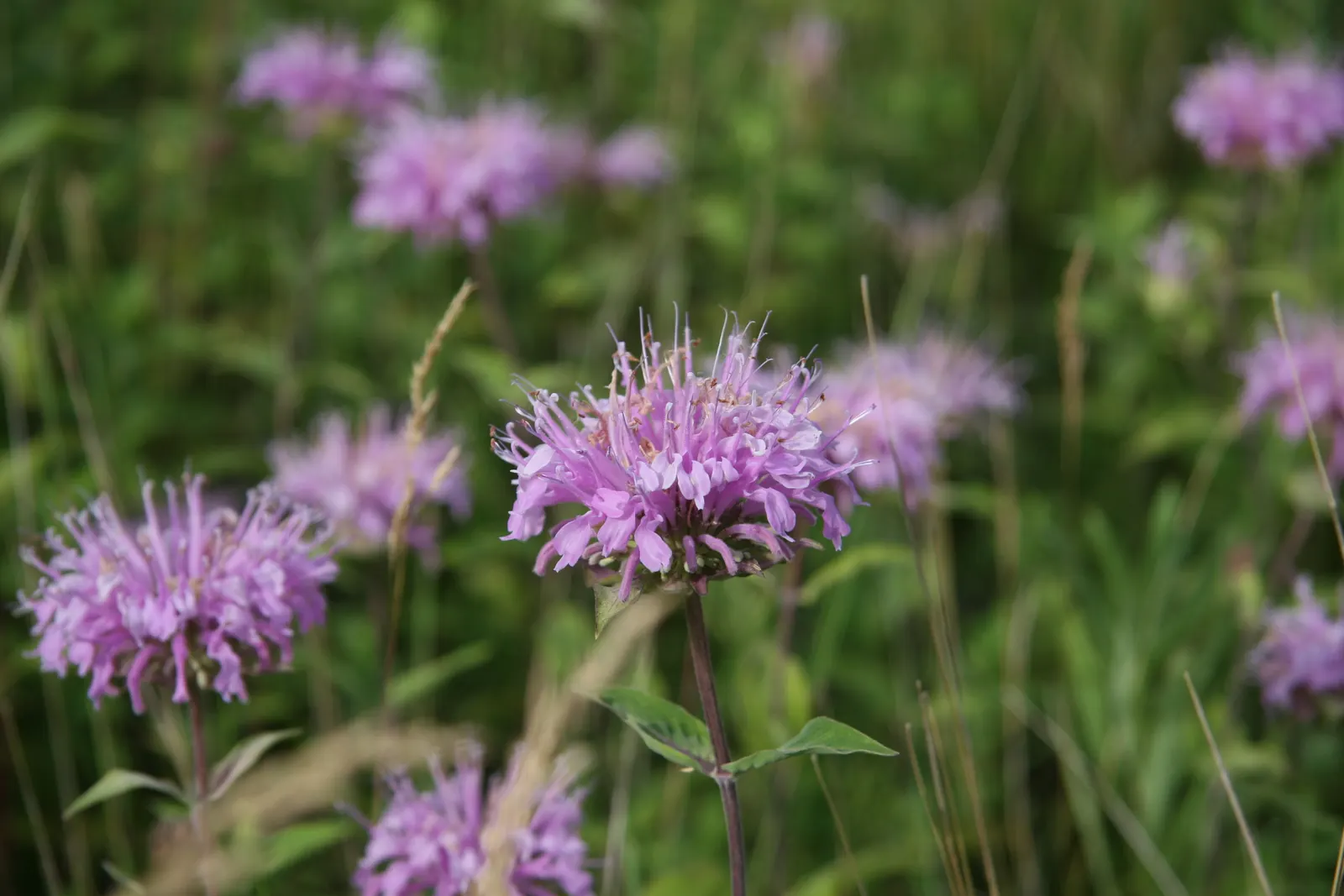 Wild Bergamot (Monarda fistulosa) — Its mint-scented foliage repels pests, making it a low-maintenance choice; it features lavender-pink tubular flowers atop 2